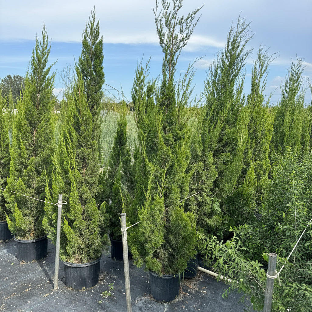 Spartan Juniper in a 5gal pot outside