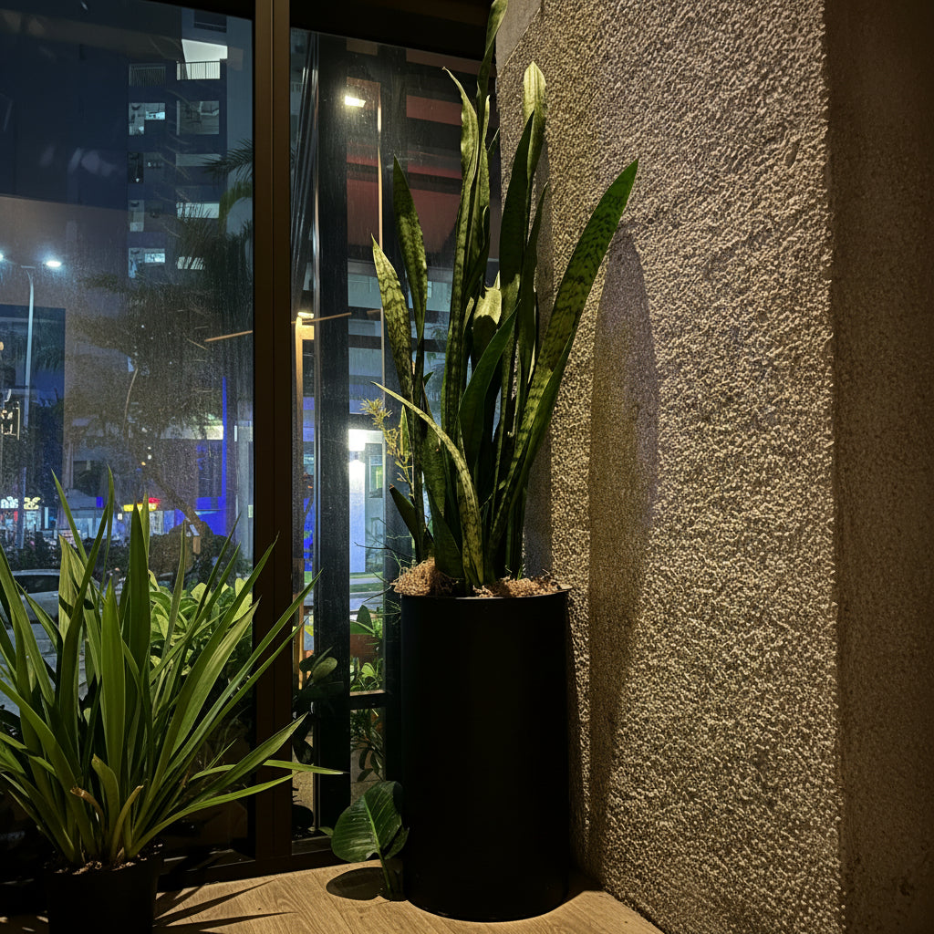 Sansevieria Zeylanica, Snake Plants in a black deco pot