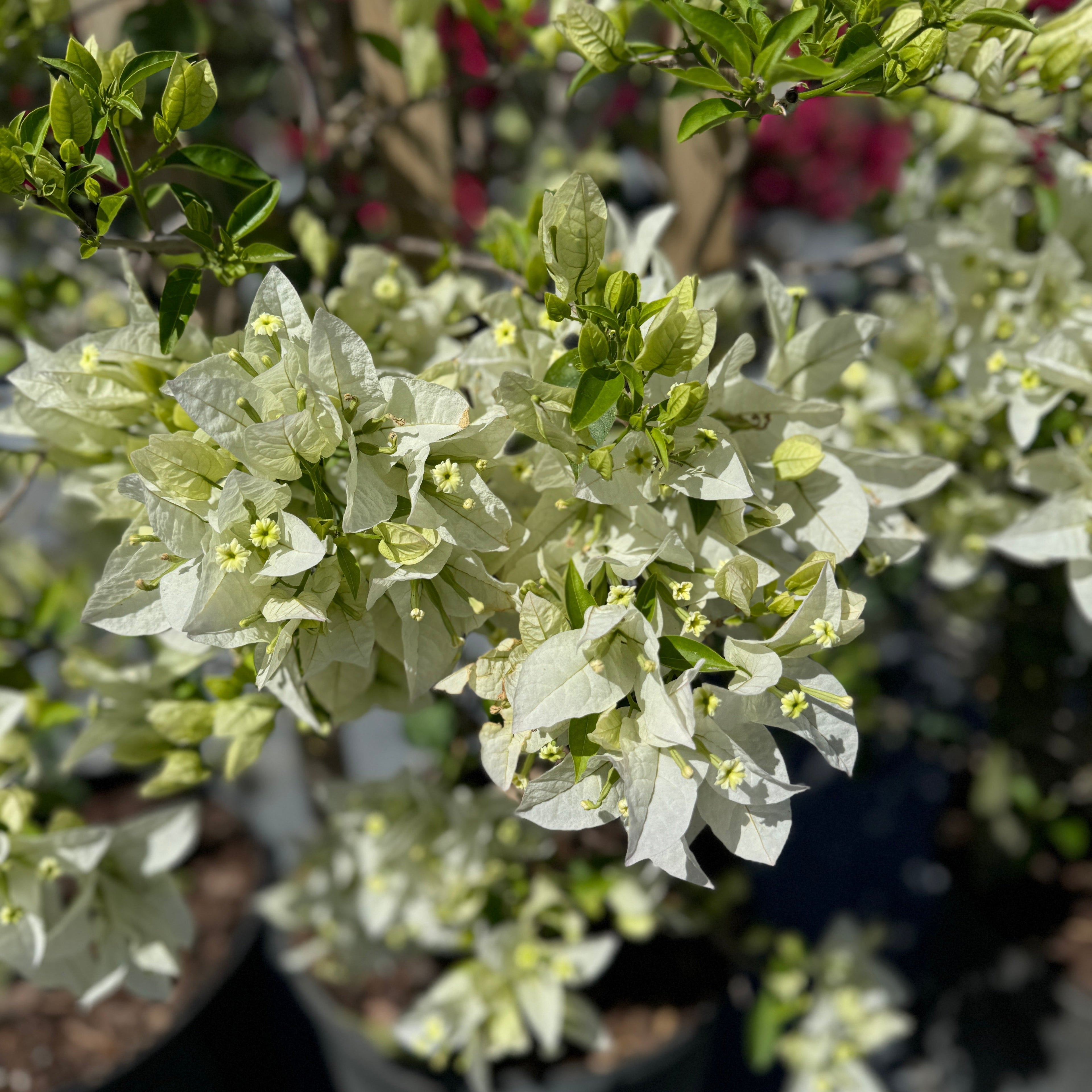 Bougainvillea White Flower Bush Form, Flowering Tree