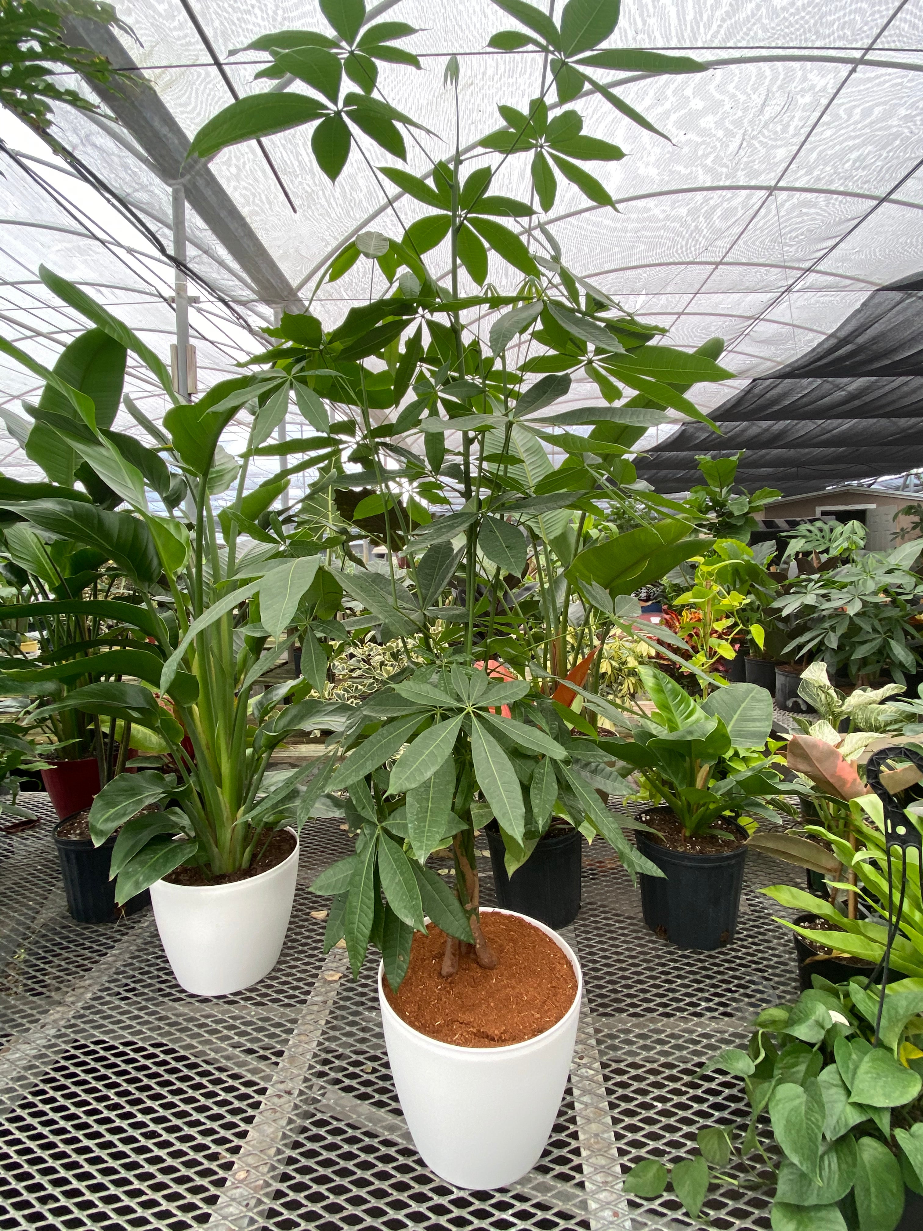 Money Tree Braided, Tree Form, Pachira Aquatica, Good Luck Tree