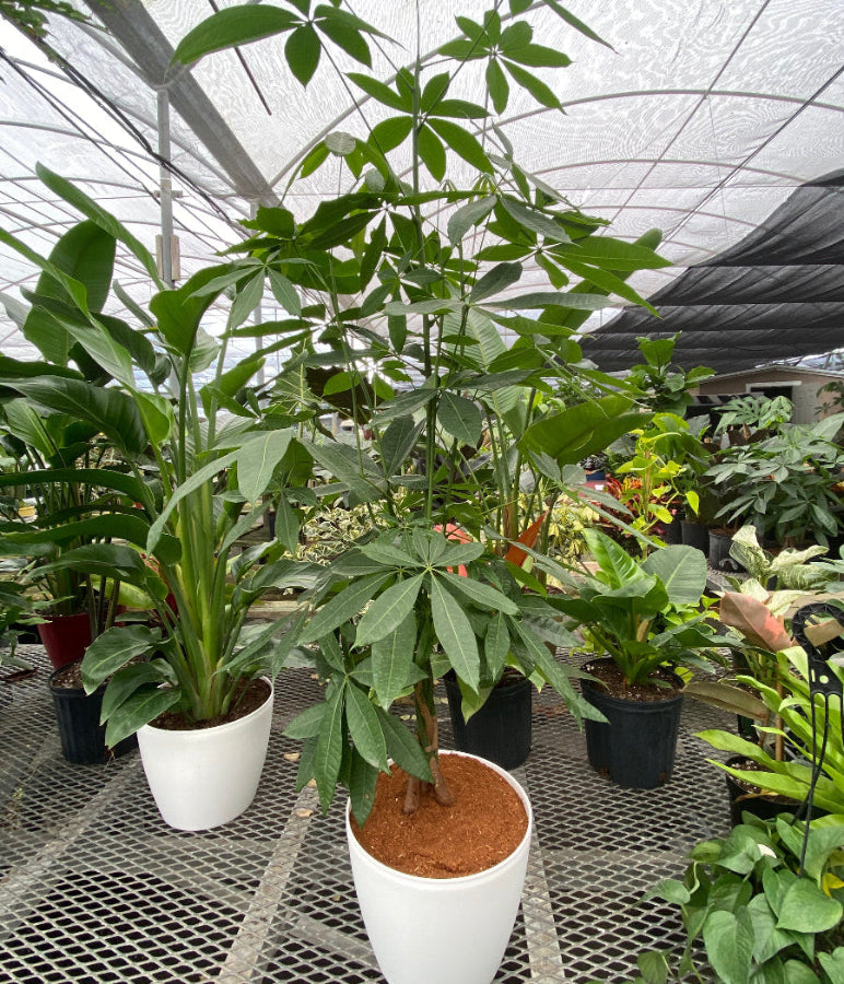 Mature Money Tree Braided, Tree Form, Pachira Aquatica, Good Luck Tree in a 5-gallon nursery pot for indoor or shaded outdoor use to amplify living spaces or patios.