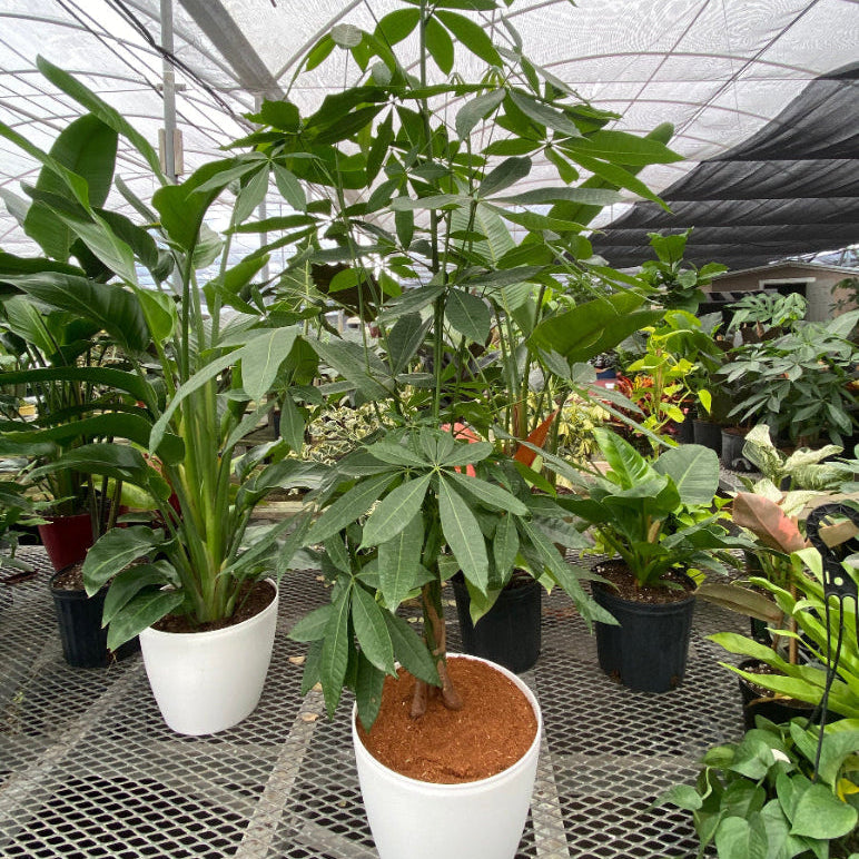 Mature Money Tree Braided, Tree Form, Pachira Aquatica, Good Luck Tree in a 5-gallon nursery pot for indoor or shaded outdoor use to amplify living spaces or patios.