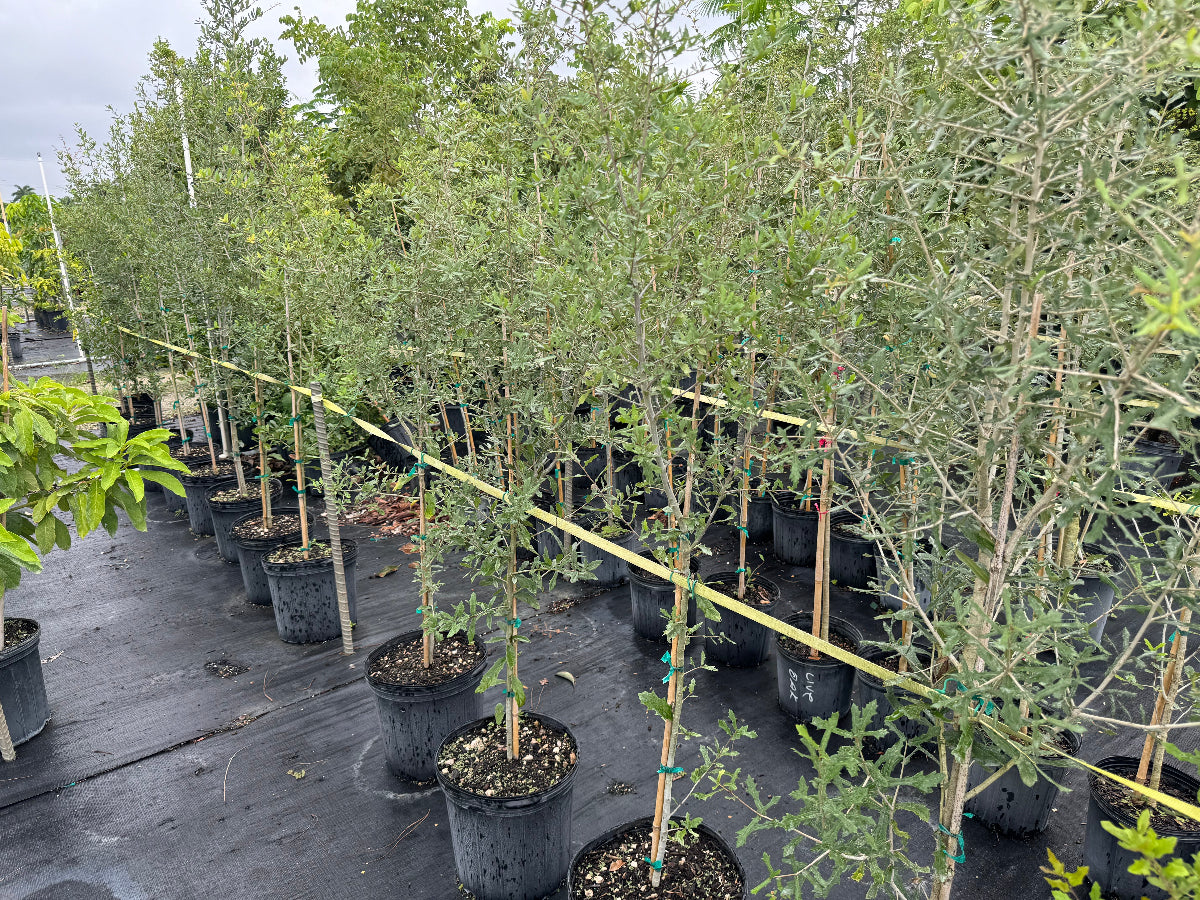 Rows of young potted olive trees with silvery-green foliage and slender trunks, supported by stakes and growing in black nursery pots on black