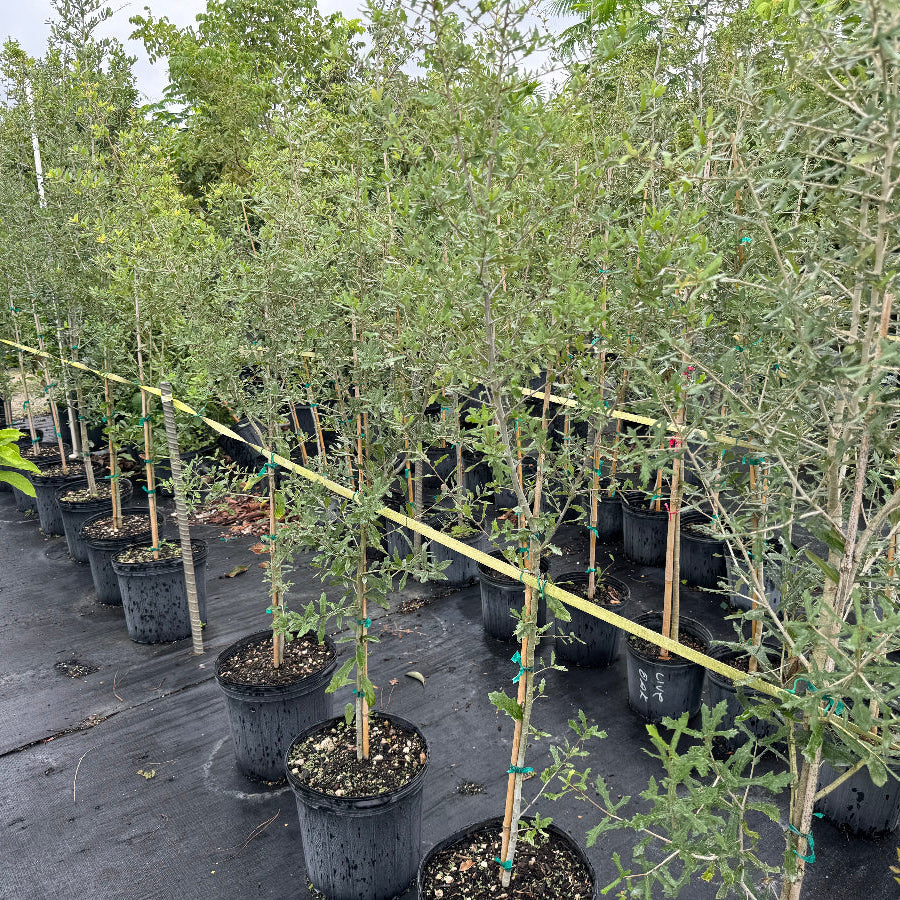 Rows of young potted olive trees with silvery-green foliage and slender trunks, supported by stakes and growing in black nursery pots on black