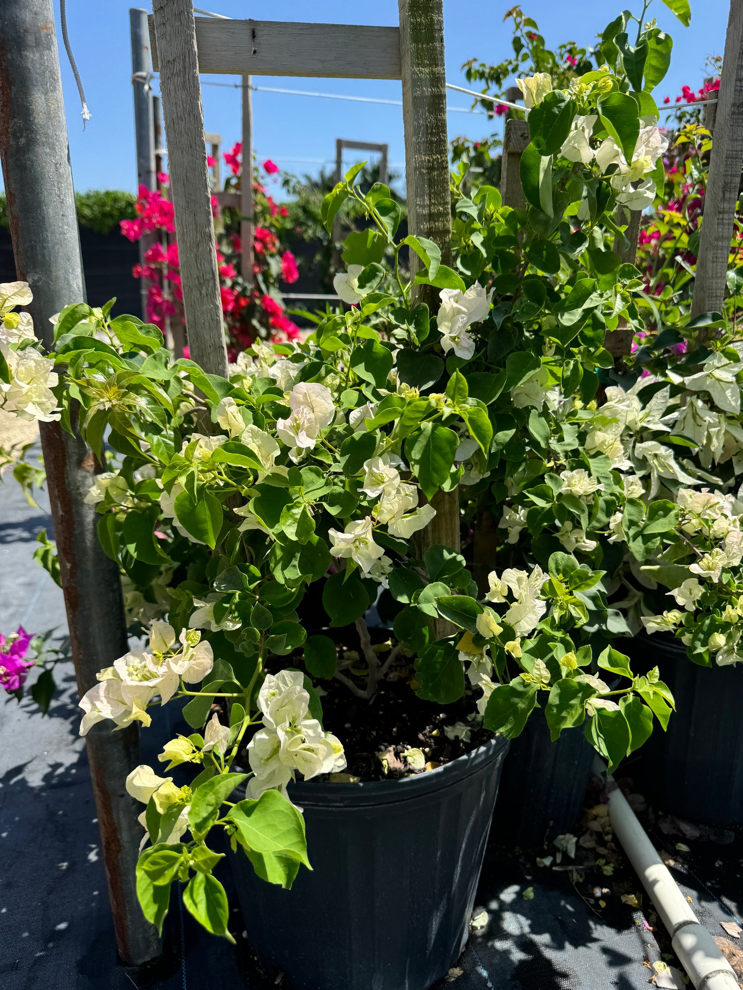 Bougainvillea White Flower Bush Form, Flowering Tree
