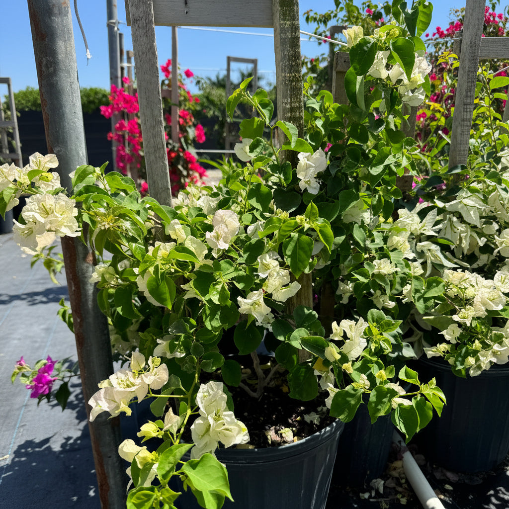 Bougainvillea White Flower Bush Form, &