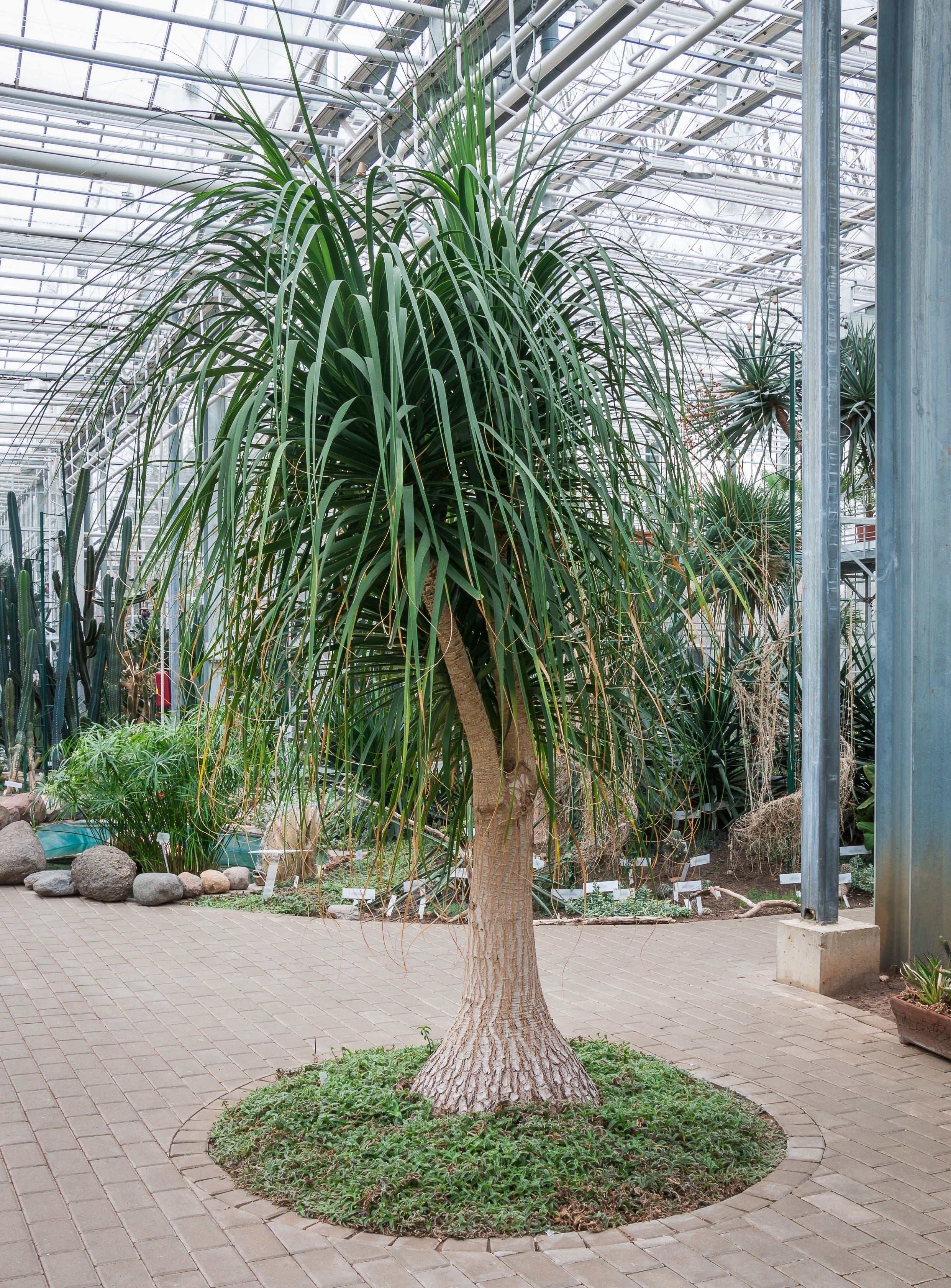 Ponytail Palm Bonsai, Elephant&