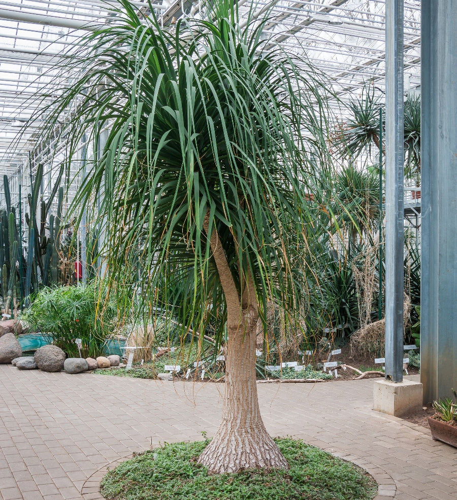 Tall ponytail palm tree in a greenhouse setting with a paved floor and glass roof.
