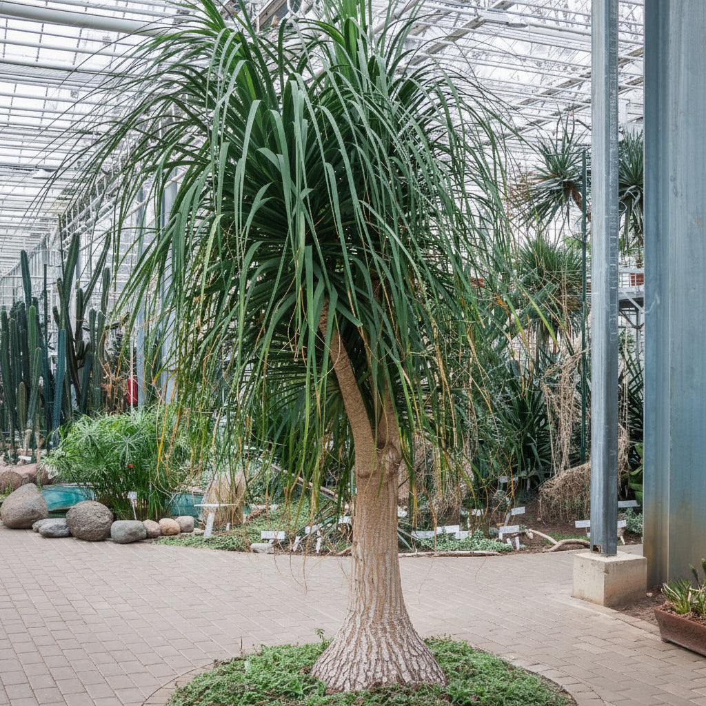 Tall ponytail palm tree in a greenhouse setting with a paved floor and glass roof.