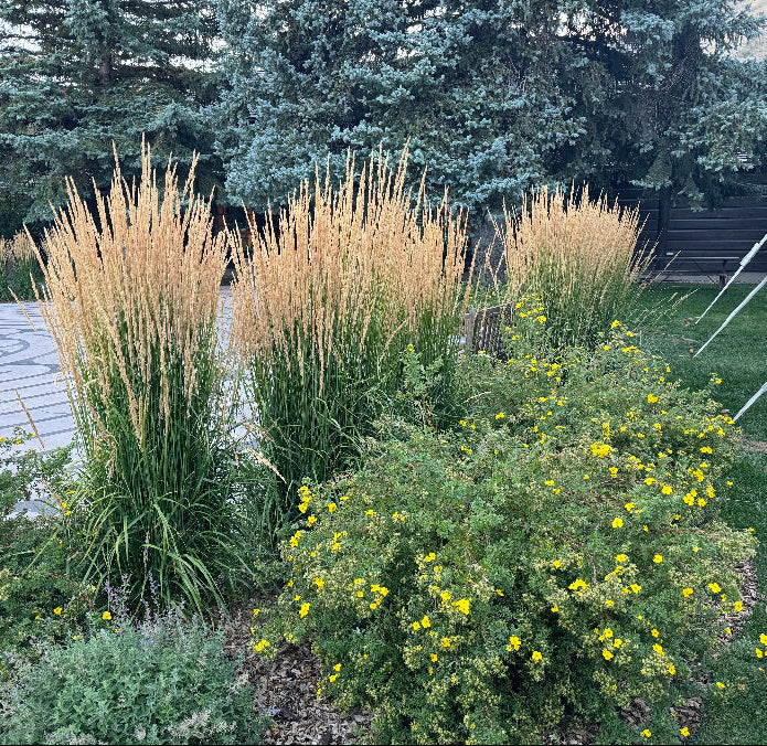 Feather Reed Grass, Karl Foerster outside home
