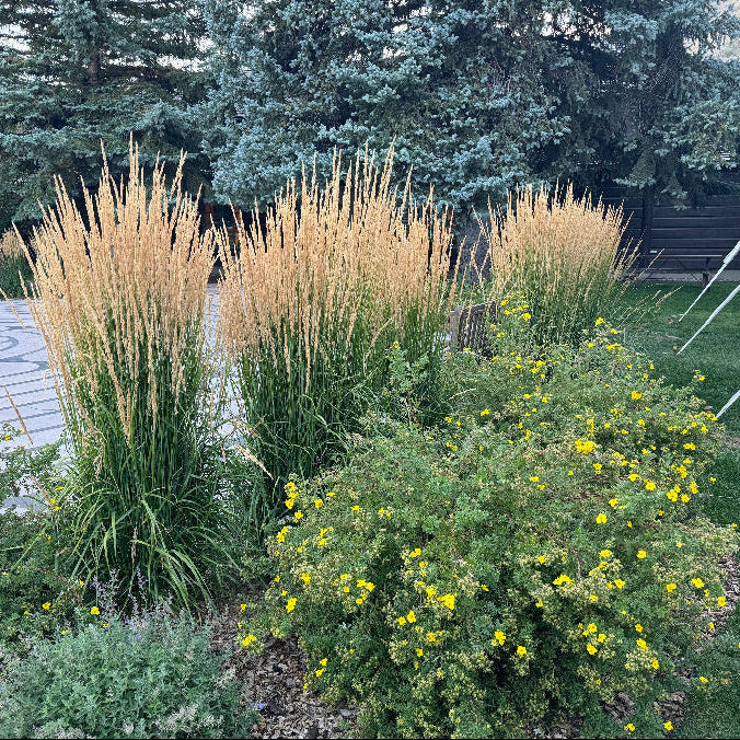 Feather Reed Grass, Karl Foerster outside home