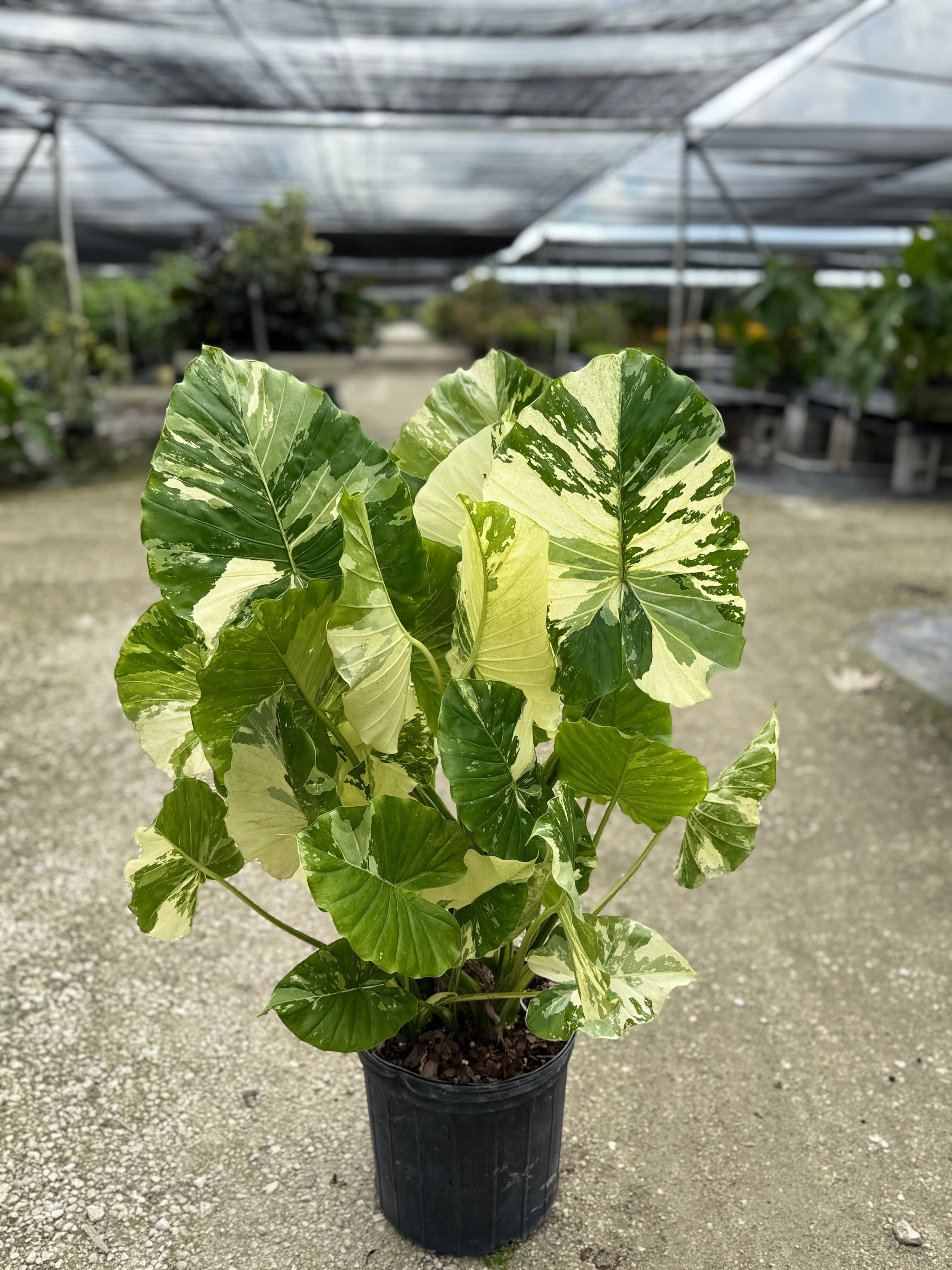 Alocasia Macrorrhiza Variegata, Collectors Rare And Exotic.