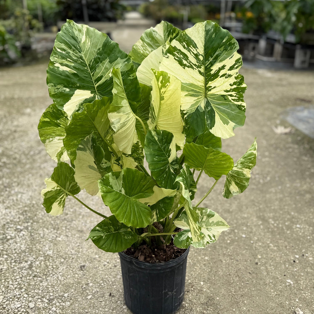 Alocasia Macrorrhiza Variegata in 5 gallon container with striking green and white variegated leaves and tall upright stems, ideal for bright indoor spaces and exotic tropical plant collections.