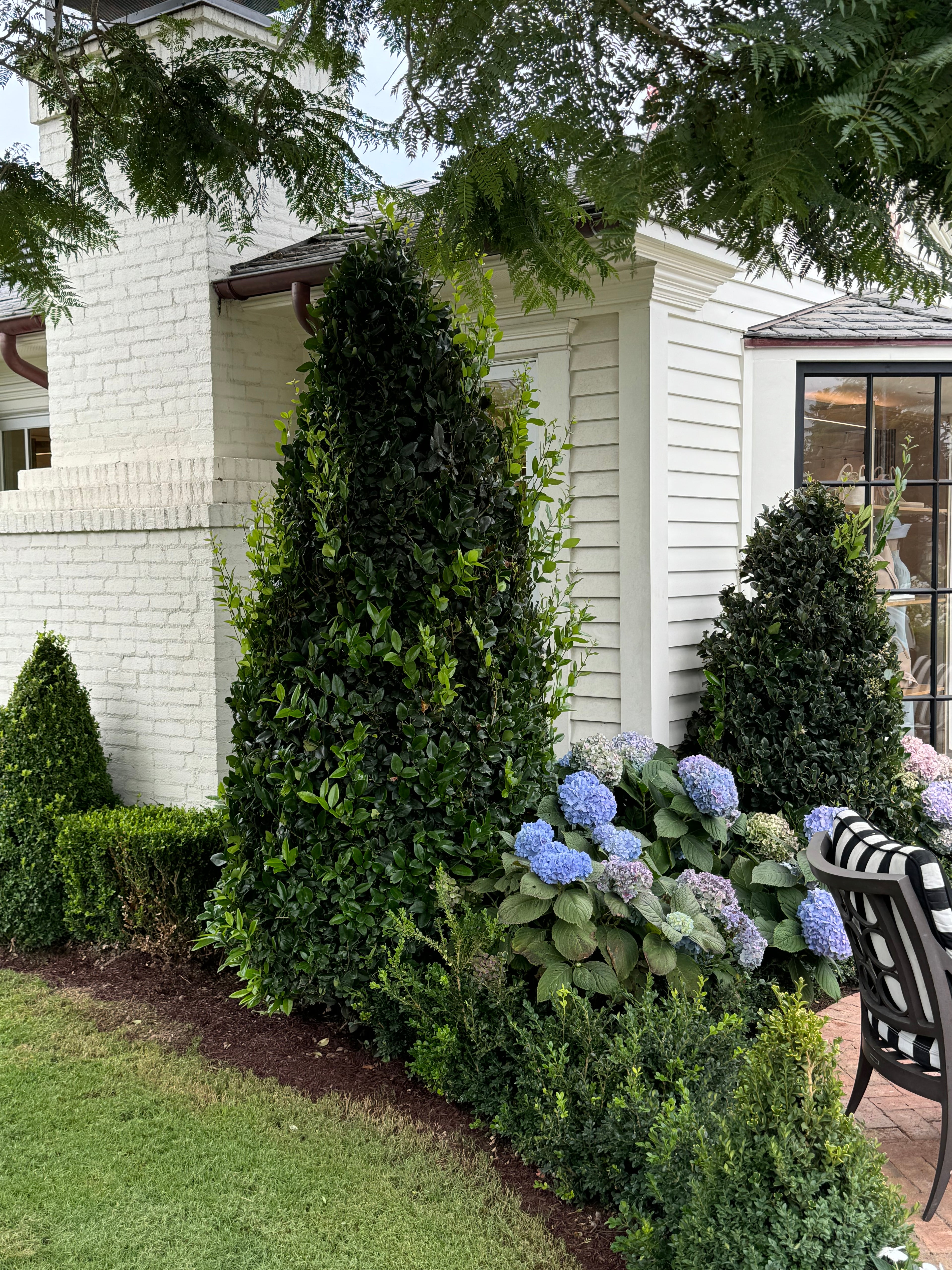 Japanese Blueberry Bush Form, Elaeocarpus Decipiens