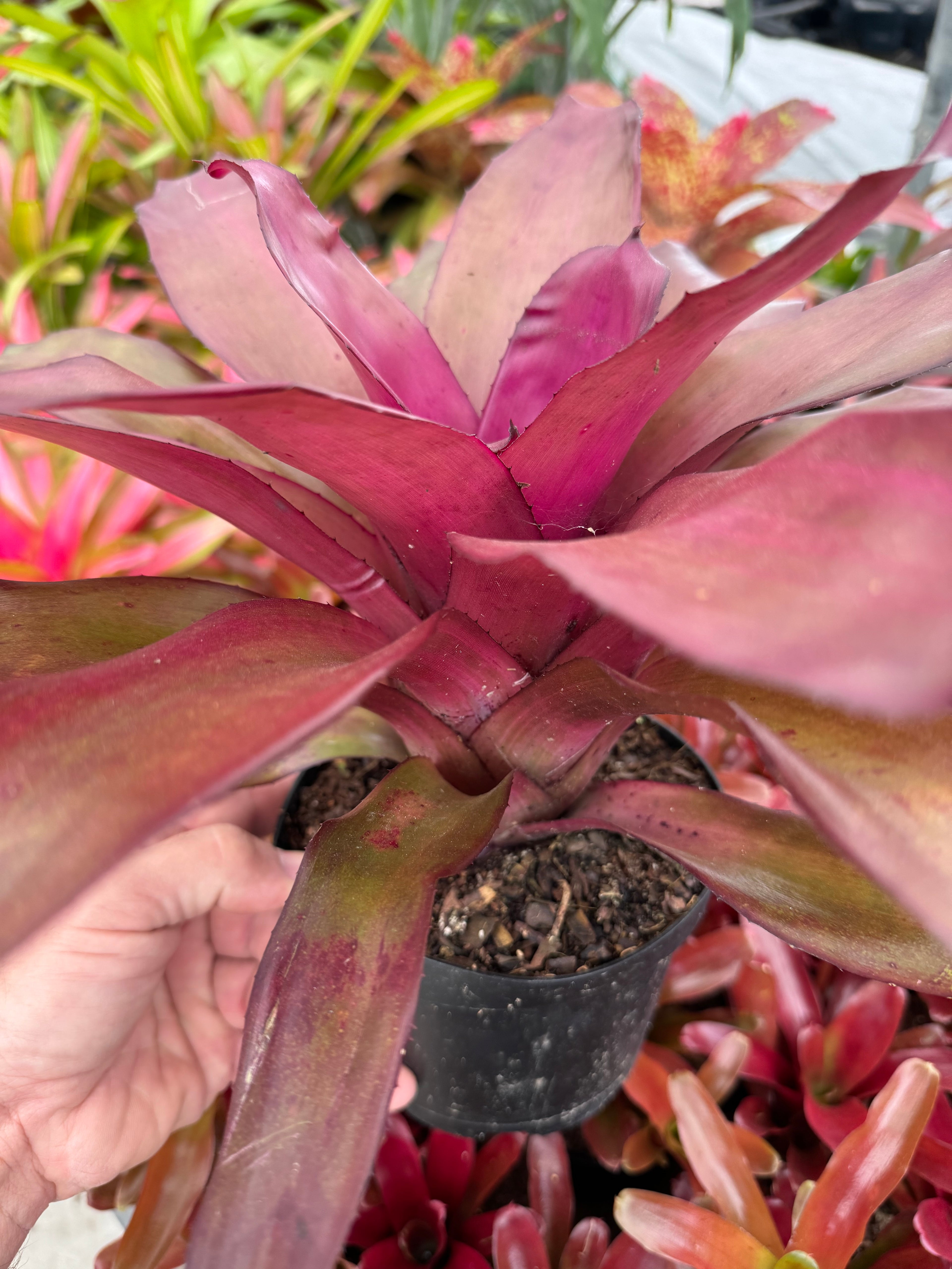 Bromeliad, Neoregelia Puppy Love