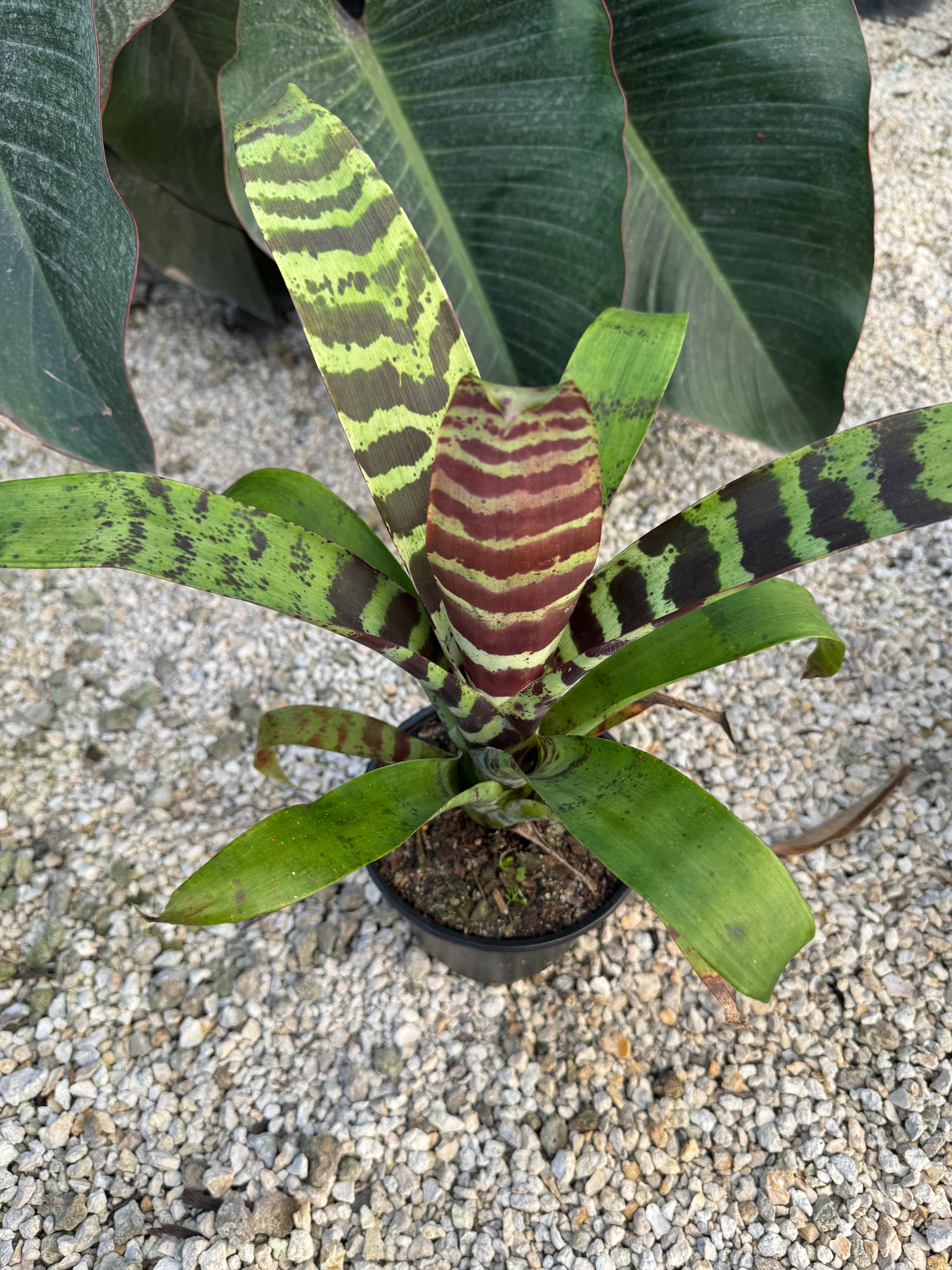 Bromeliad, Vriesea Splenriet