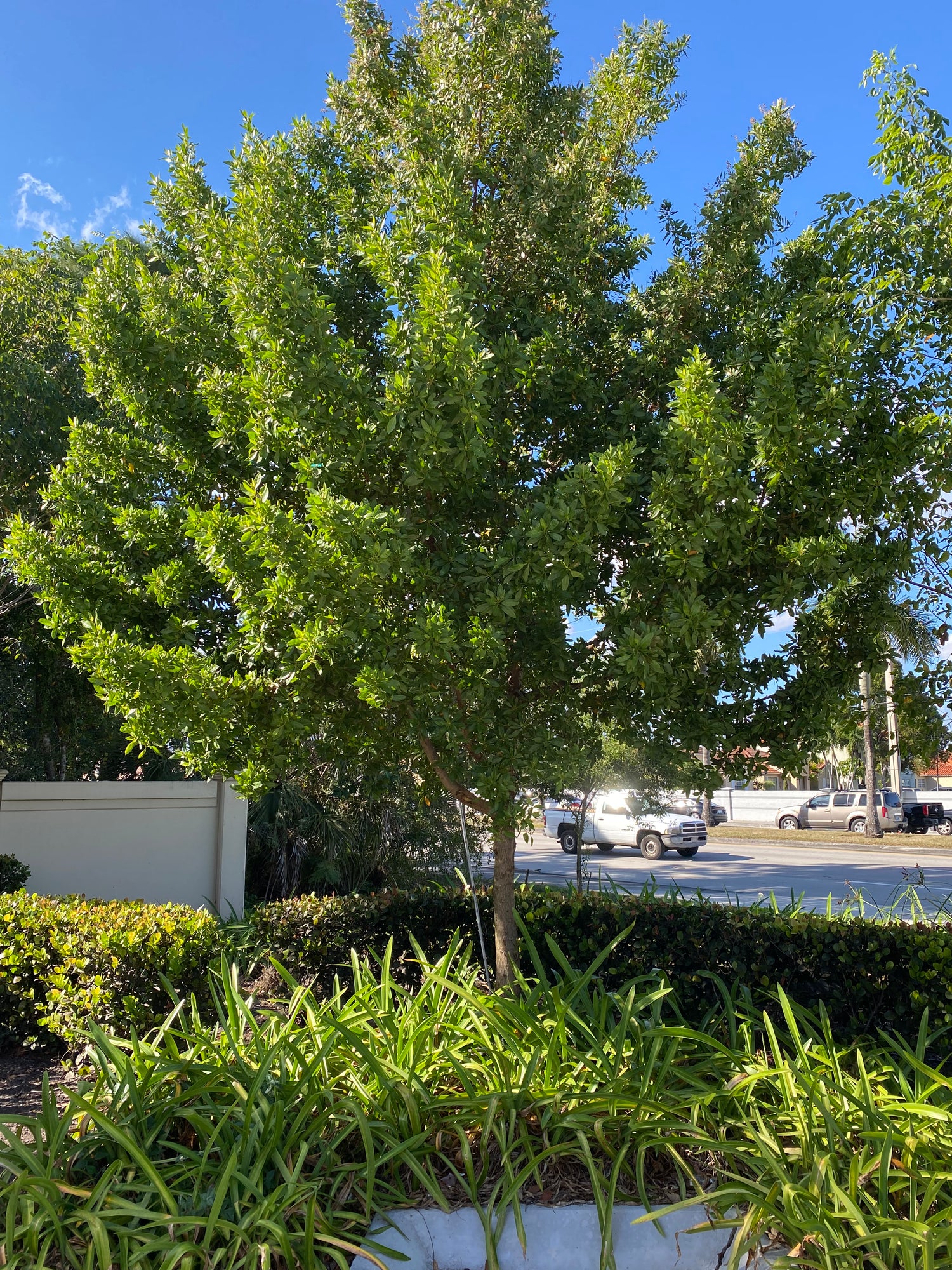 Mahogany Tree, Swietenia mahagoni