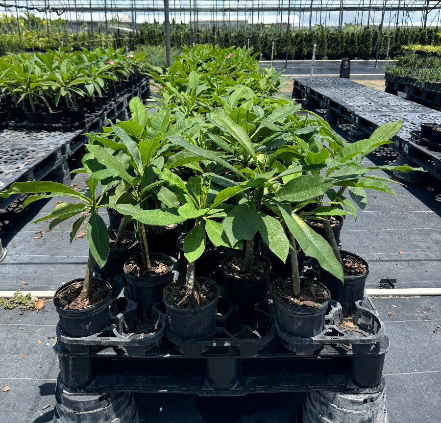 Young Plumeria Rubra Red Orchid Flowering Tree in a 1 gallon black nursery pot, featuring a slender, developing stem and an emerging canopy of elongated green leaves, standing grouped together on a wooden pallet within an outdoor shade house nursery setting, showcasing its early growth and cultivation.