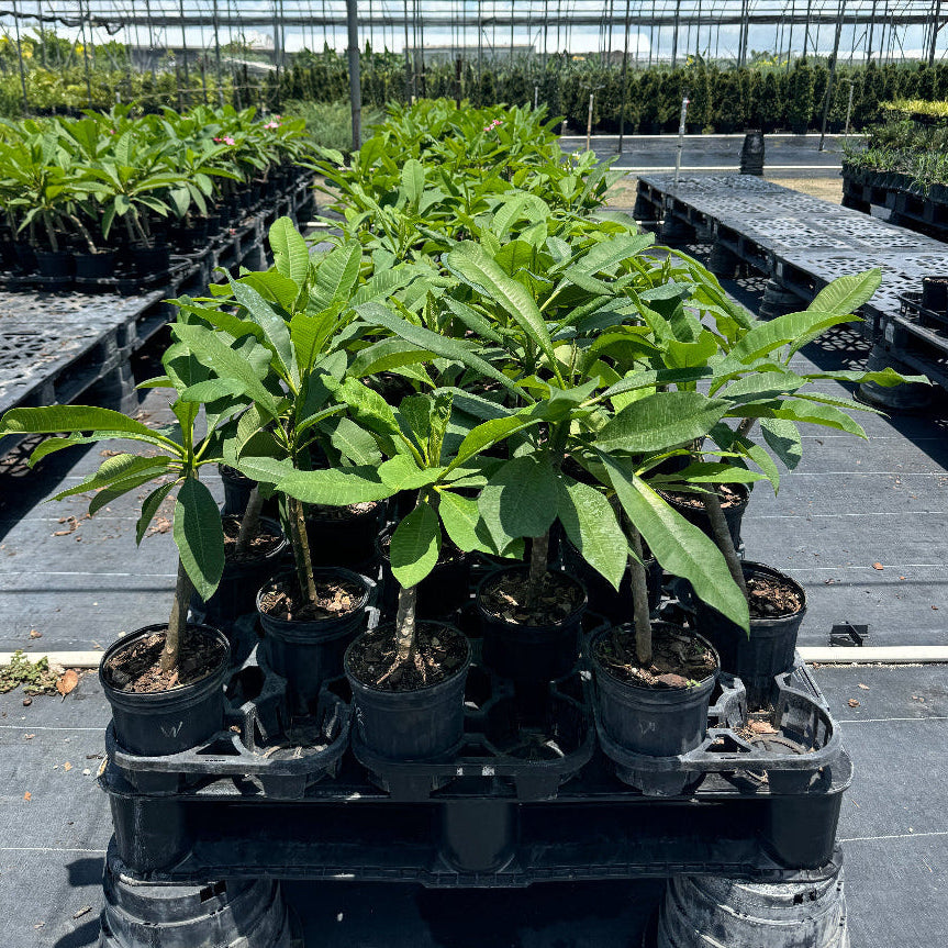 Young Plumeria Rubra Red Orchid Flowering Tree in a 1 gallon black nursery pot, featuring a slender, developing stem and an emerging canopy of elongated green leaves, standing grouped together on a wooden pallet within an outdoor shade house nursery setting, showcasing its early growth and cultivation.