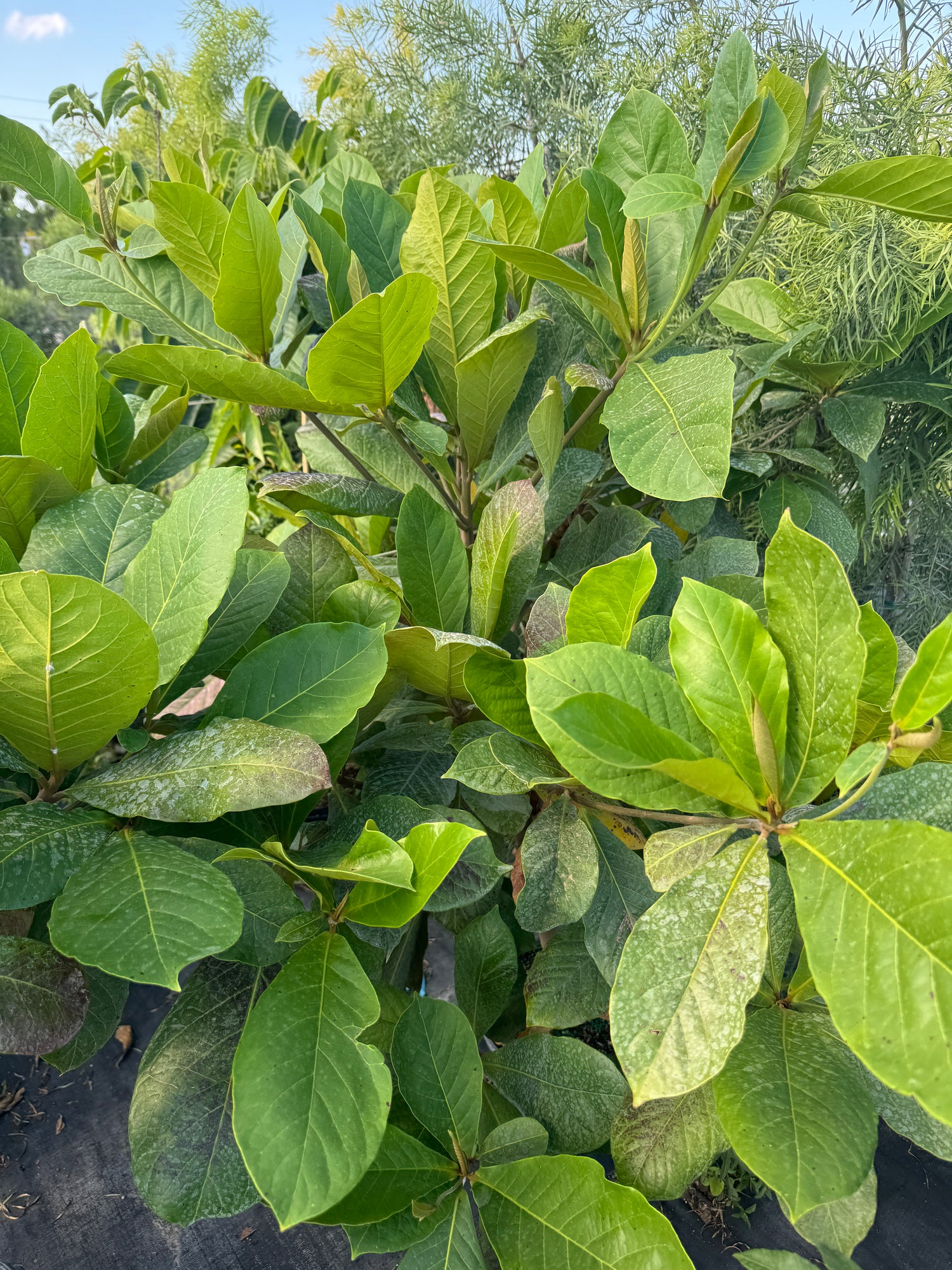 Tropical Almond Fruit Tree, Terminalia Catappa