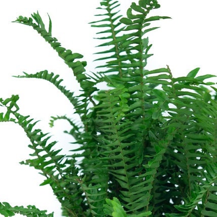 leaves of Kimberly Queen Fern
