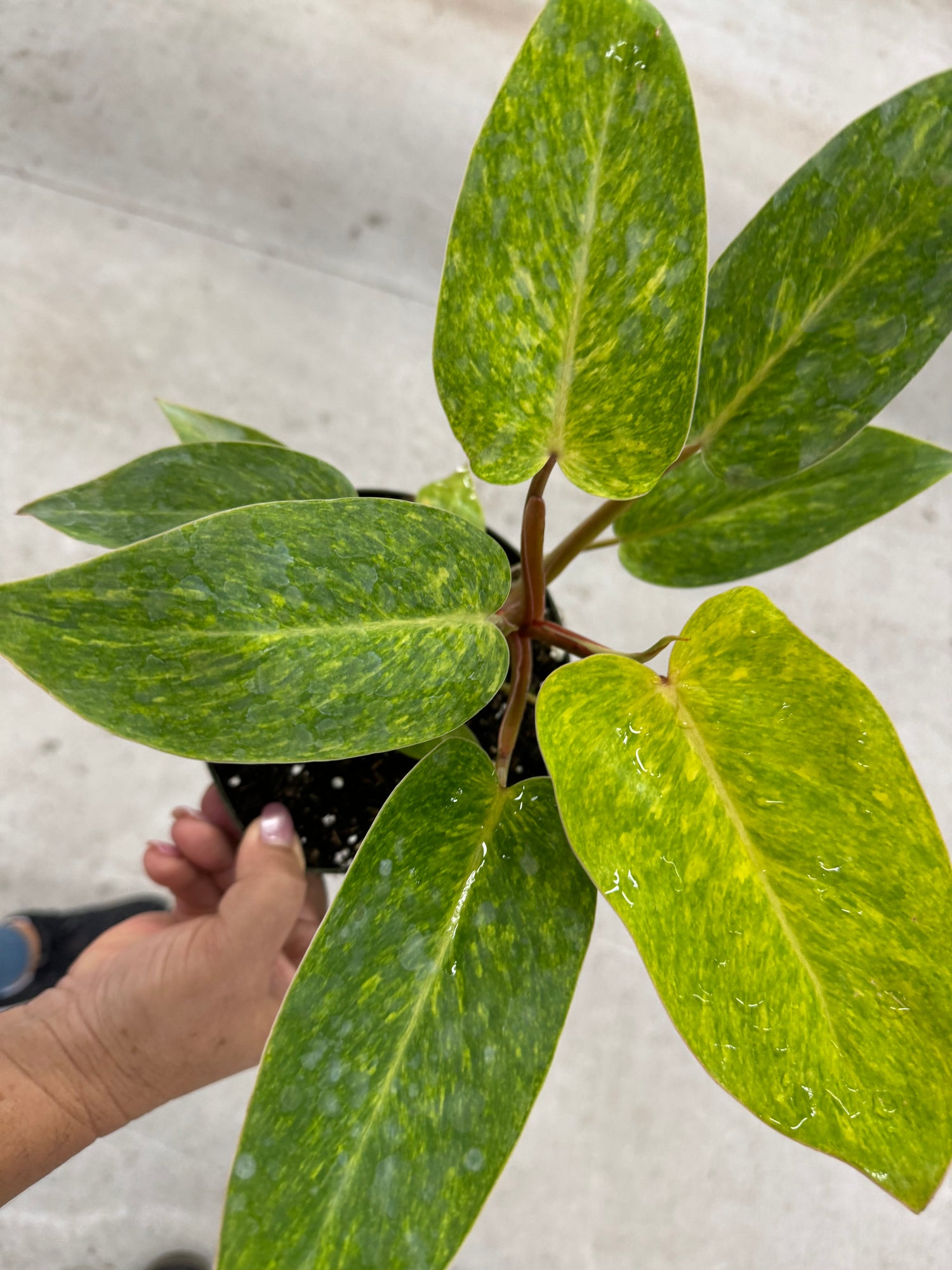 upper view of Philodendron Painted Lady Variegated