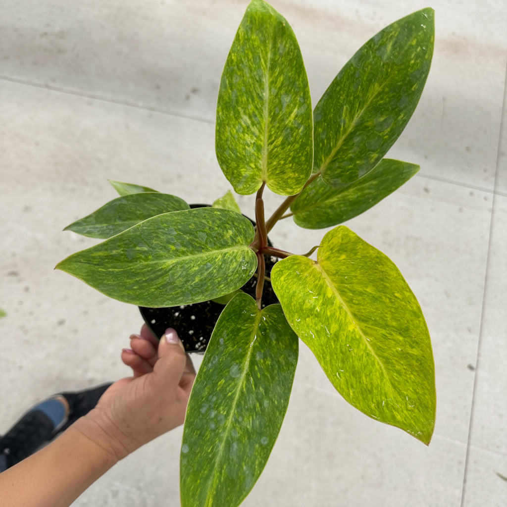 upper view of Philodendron Painted Lady Variegated