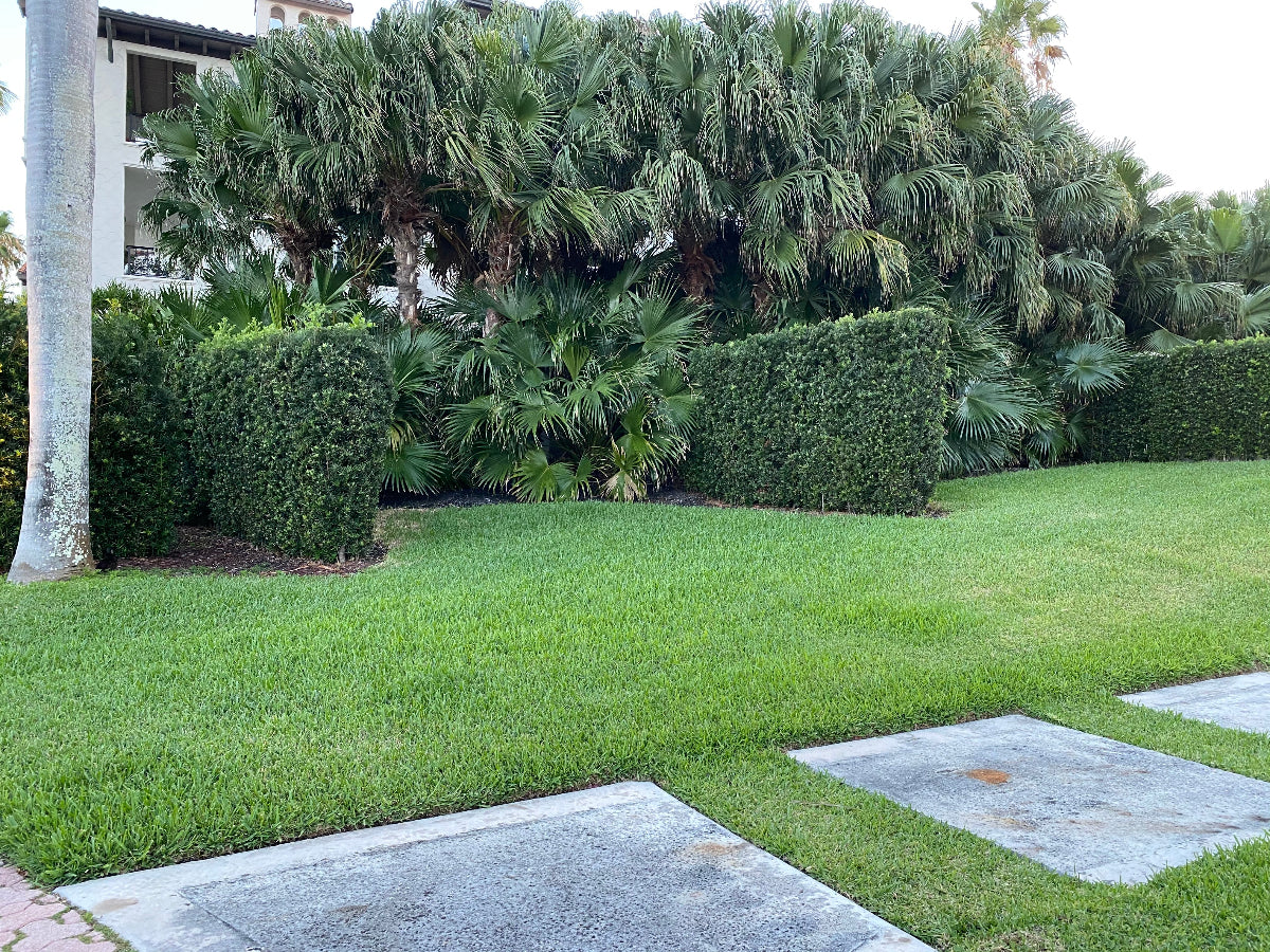 A scenic landscape view featuring a well-manicured green lawn with concrete pathways in the foreground, backed by a dense dark green