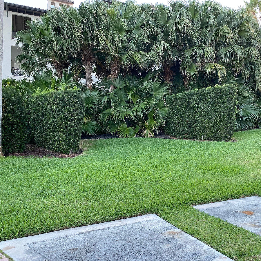 A scenic landscape view featuring a well-manicured green lawn with concrete pathways in the foreground, backed by a dense dark green