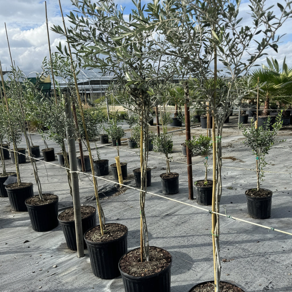 Large Row of potted trees Braided Olive Tree Olea Europaea nursery pot 5gal
