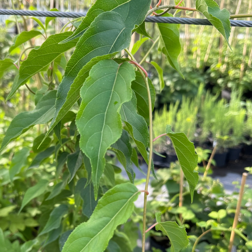 A close-up view of the vibrant green, textured leaves and reddish stems of a young kiwi fruit tree, growing outdoors in a nursery setting