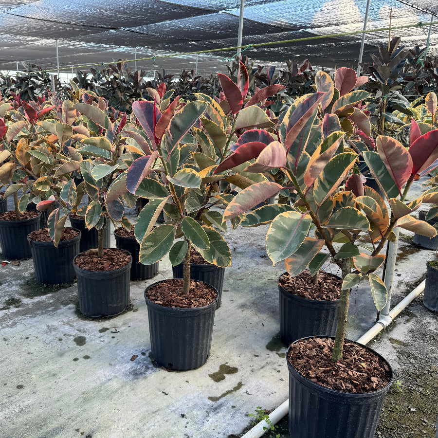 Ficus Ruby Tree Form Single Stem, Rubber Tree in 5 gallon black nursery pots, prominently featuring clear single trunks and canopies of large, glossy leaves with vibrant pink, creamy white, and deep green variegation, arranged in a row on the ground within a bright, shaded outdoor nursery setting, showcasing their healthy early growth and striking colorful foliage.