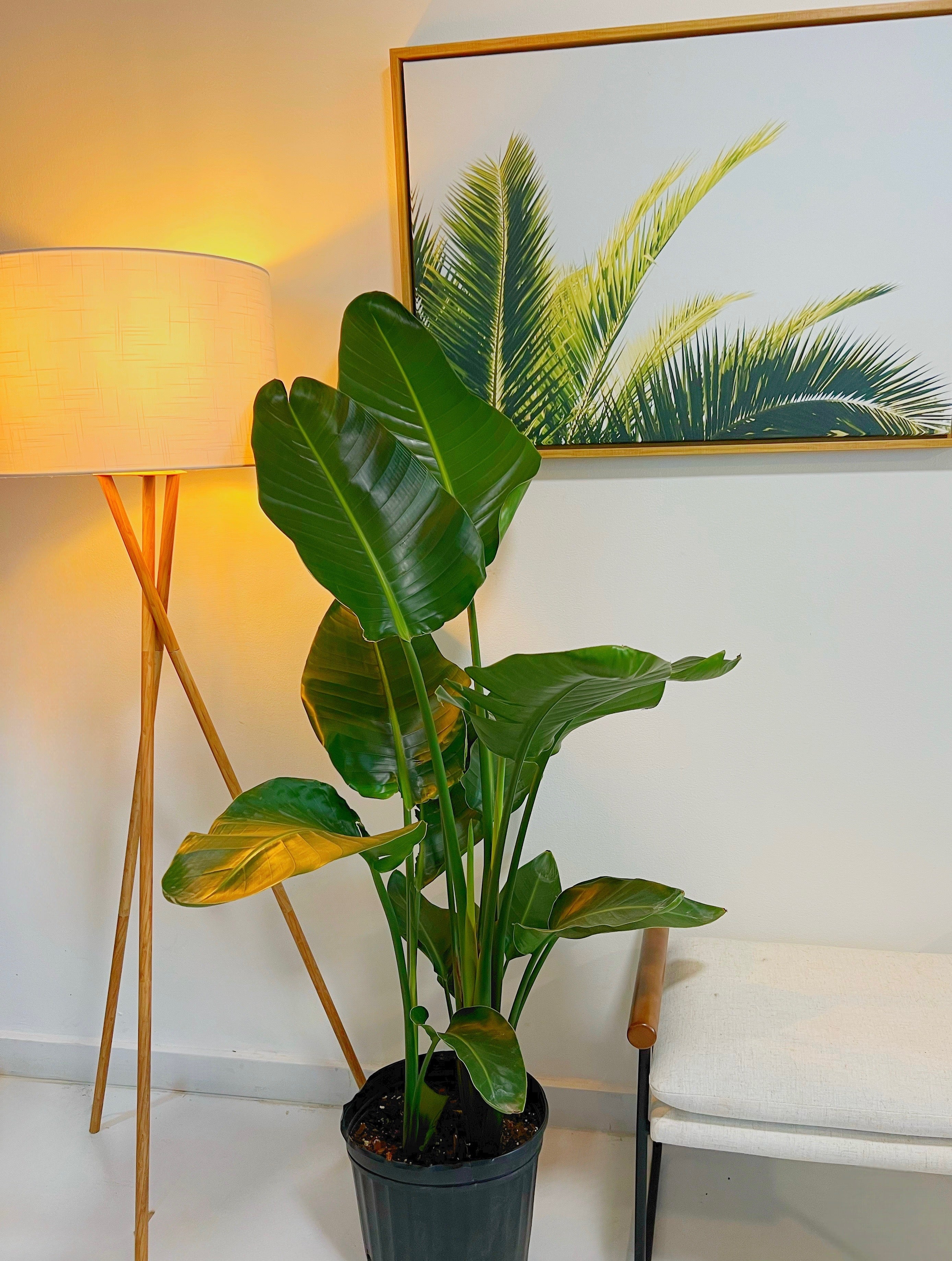 Bird of Paradise White, Strelitzia Nicolai