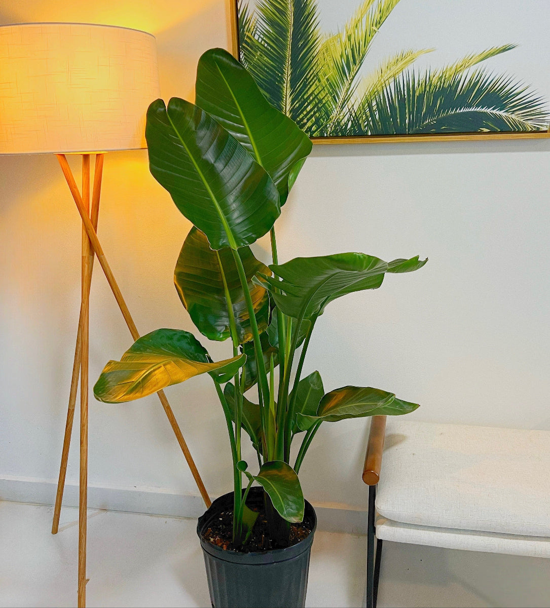 Bird of Paradise White, Strelitzia Nicolai in 5 gallon container with large, lush green arching leaves and tall upright stems, ideal for bright indoor living spaces and modern home decor.