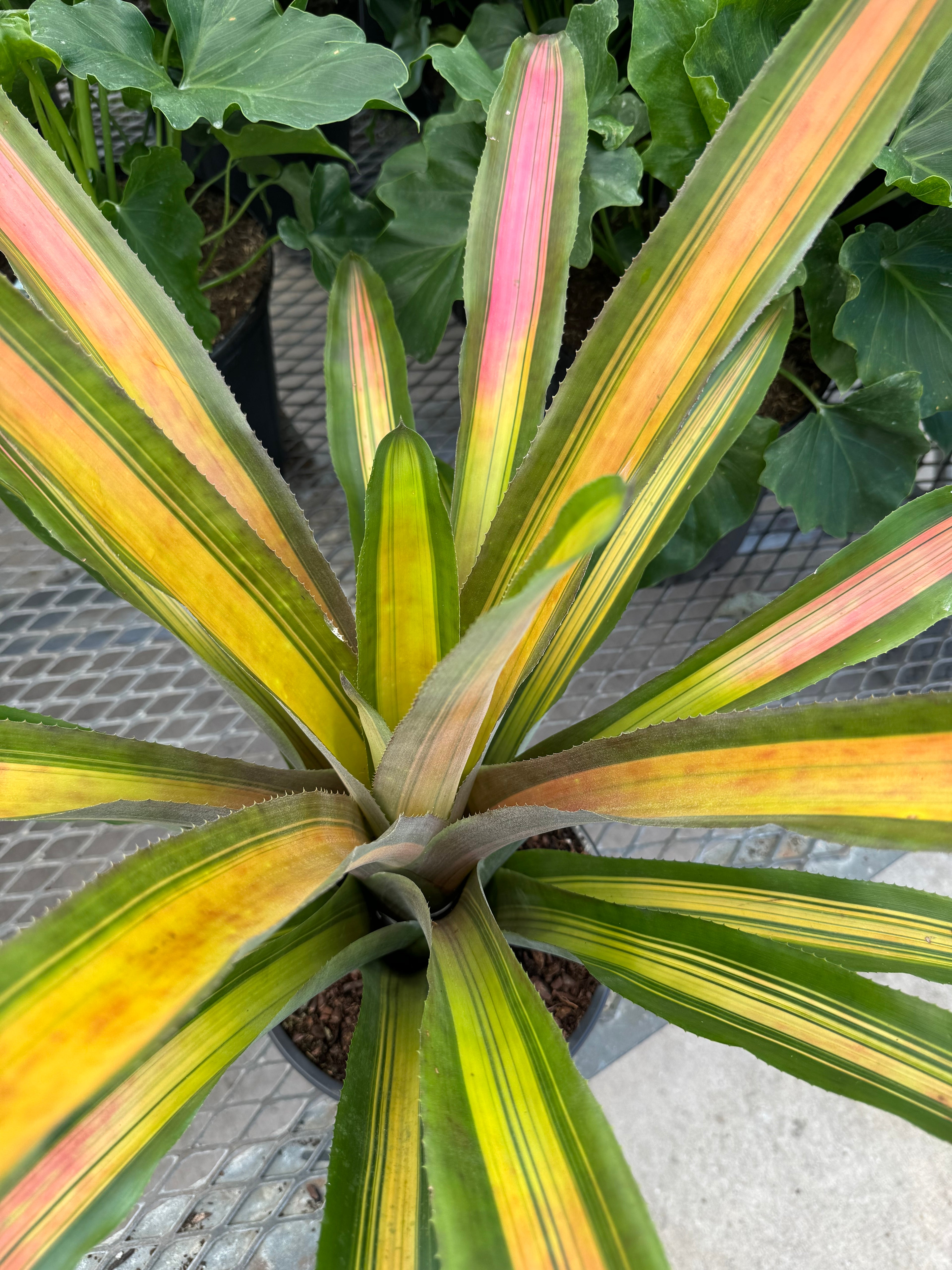 leaves of Bromeliad, Aechmea Alvarez Variegated