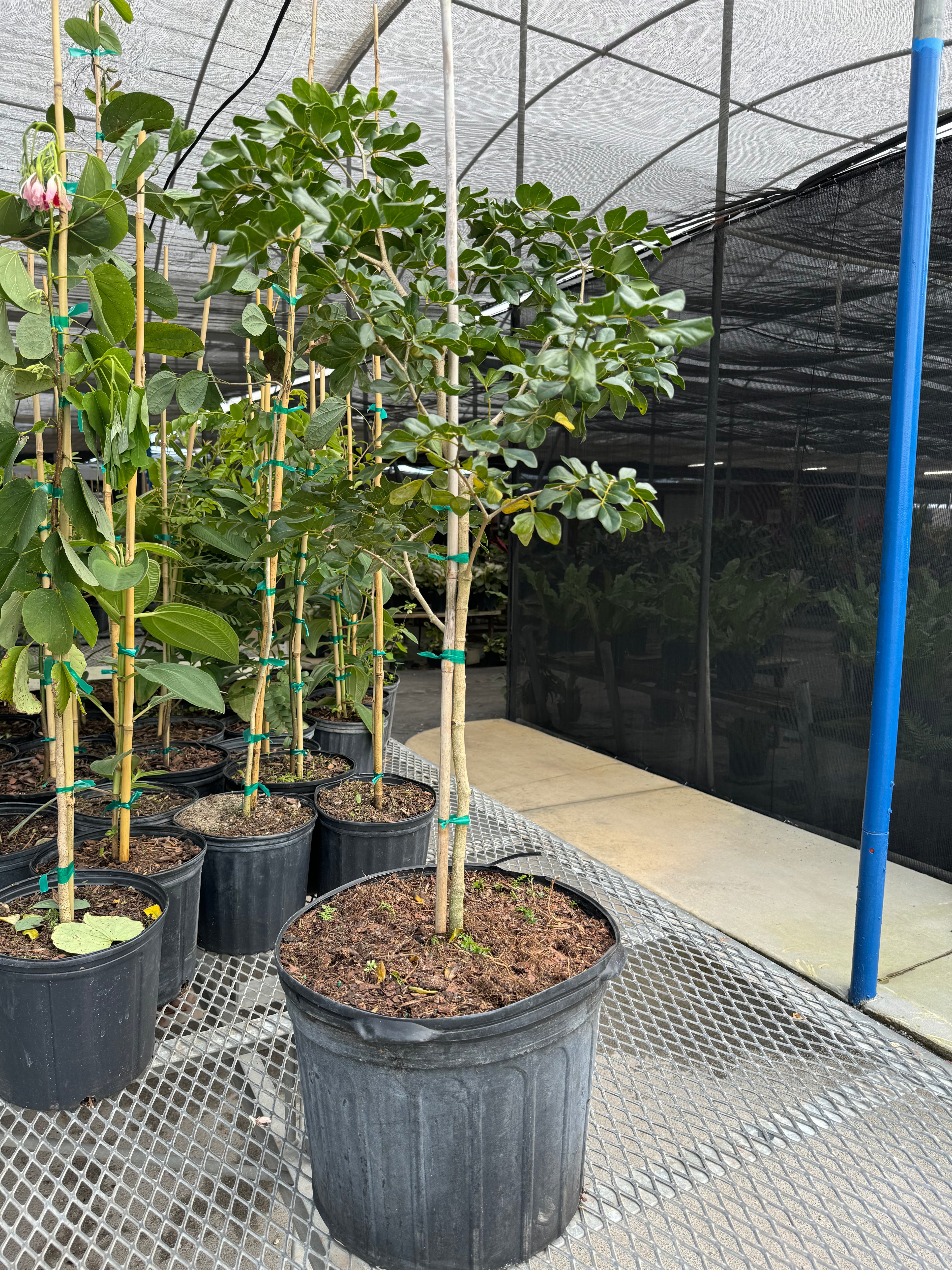 Lignum Vitae Guaiacum Officinale Flowering Tree of Life