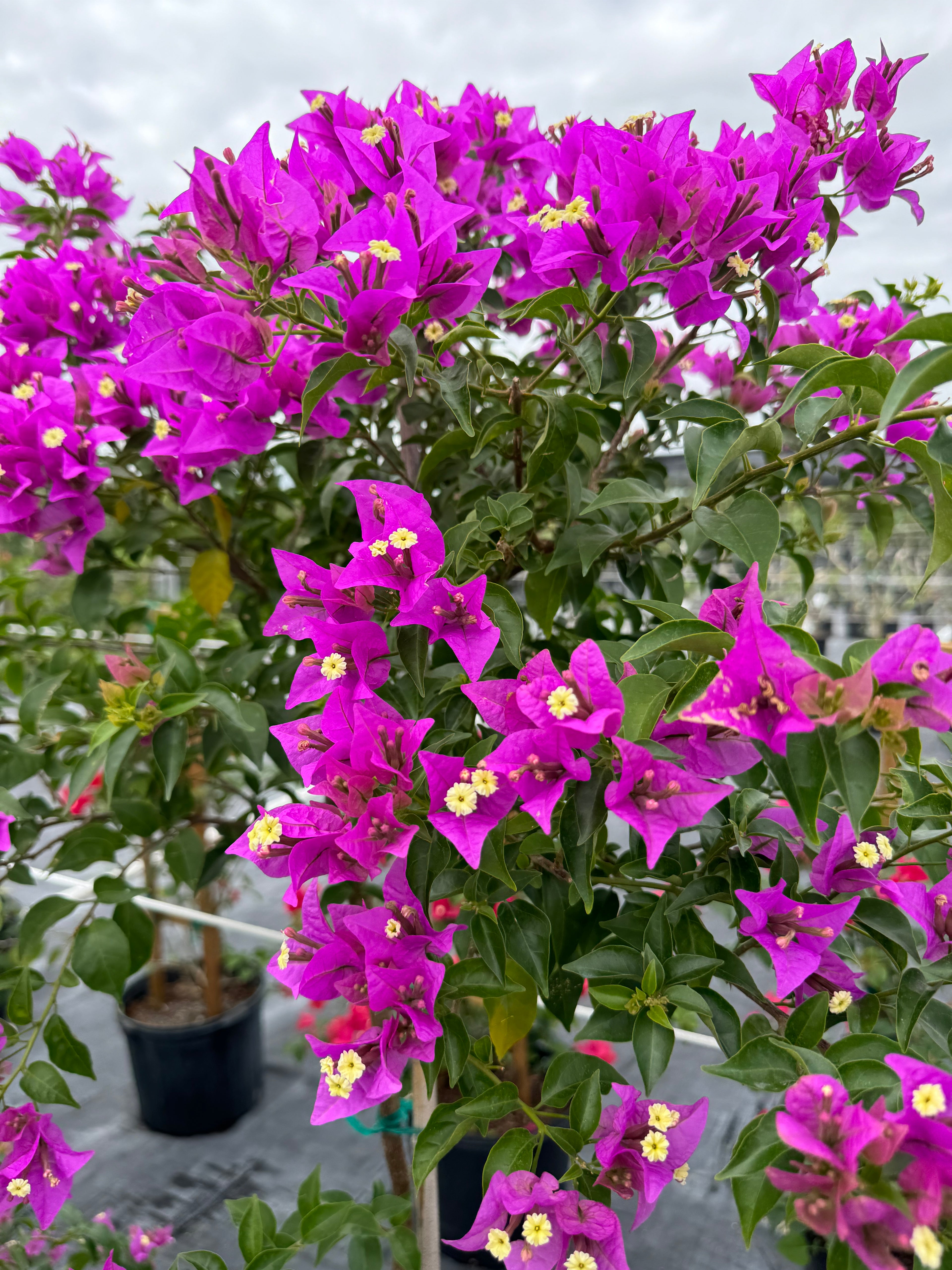 Bougainvillea Purple Flower in Trellis,, &