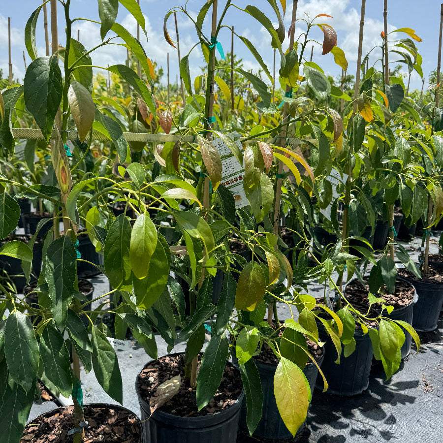 Young Hass Avocado trees in 2 gallon black nursery pots, staked for support and displayed in a bright, outdoor nursery setting
