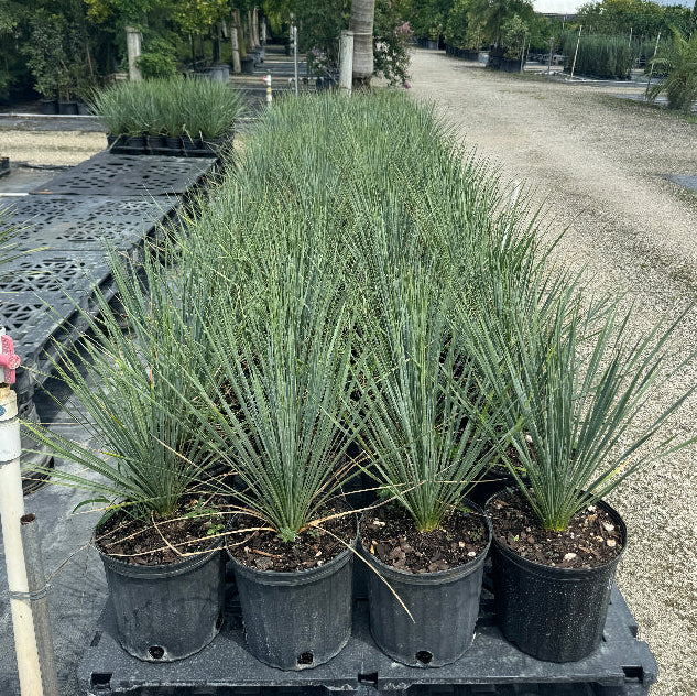 Beaked Yucca rostrata with its distinct spherical canopy of blue-green leaves, in rows at nursery
