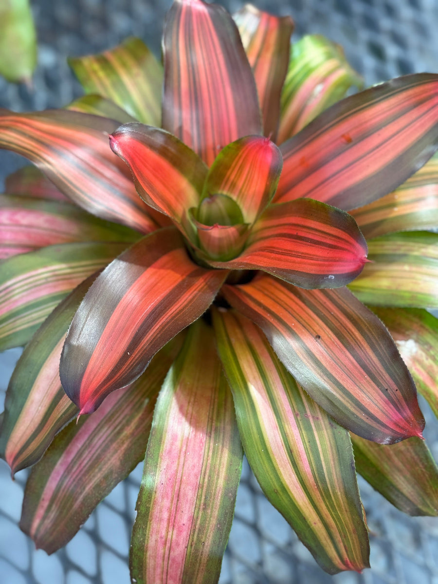 Close-up view of a Bromeliad Neoregelia Freddy plant