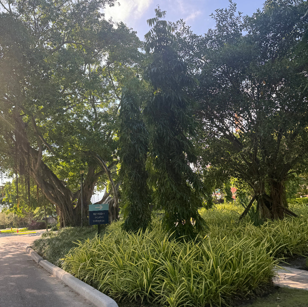 Mature Mast Trees showcasing their distinct tall, slender, weeping shape in a sunlit park setting beside a paved pathway.