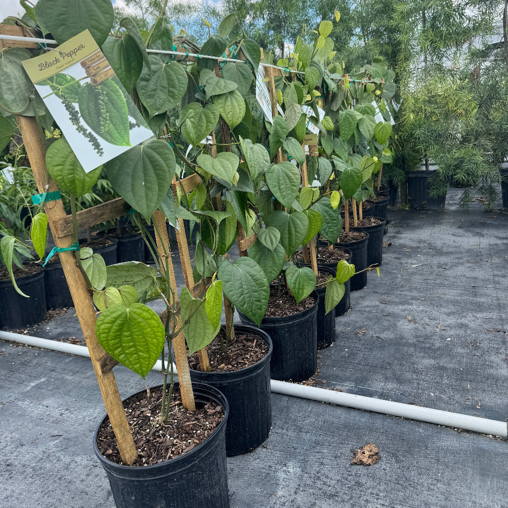 Young Black Pepper, Piper Nigrum plants lined up in black grower pots
