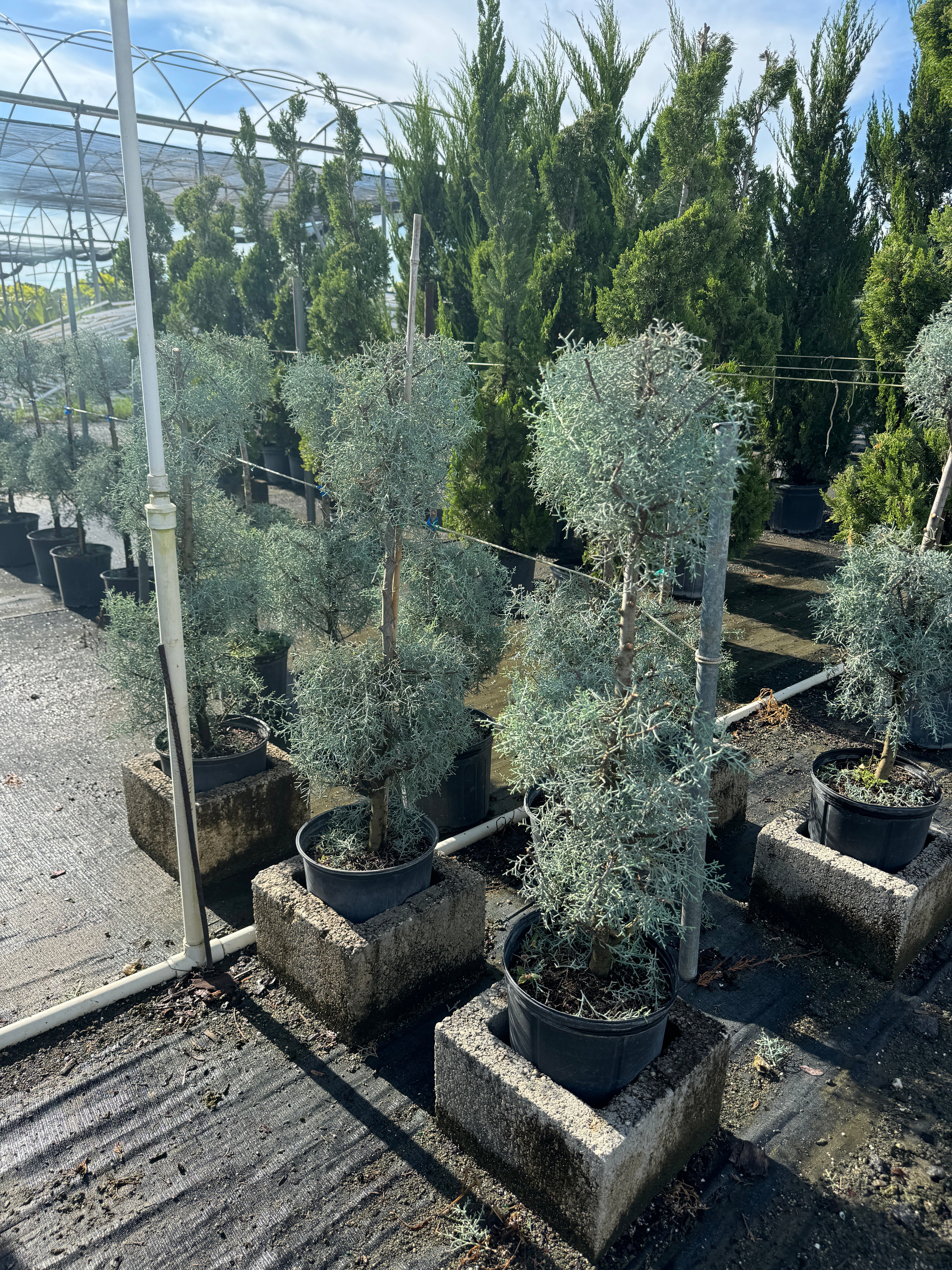 Topiary 2-Ball Carolina Sapphire