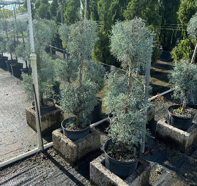 Topiary 2-Ball Carolina Sapphire tree form in a nursery setting 3gal container Potted plant