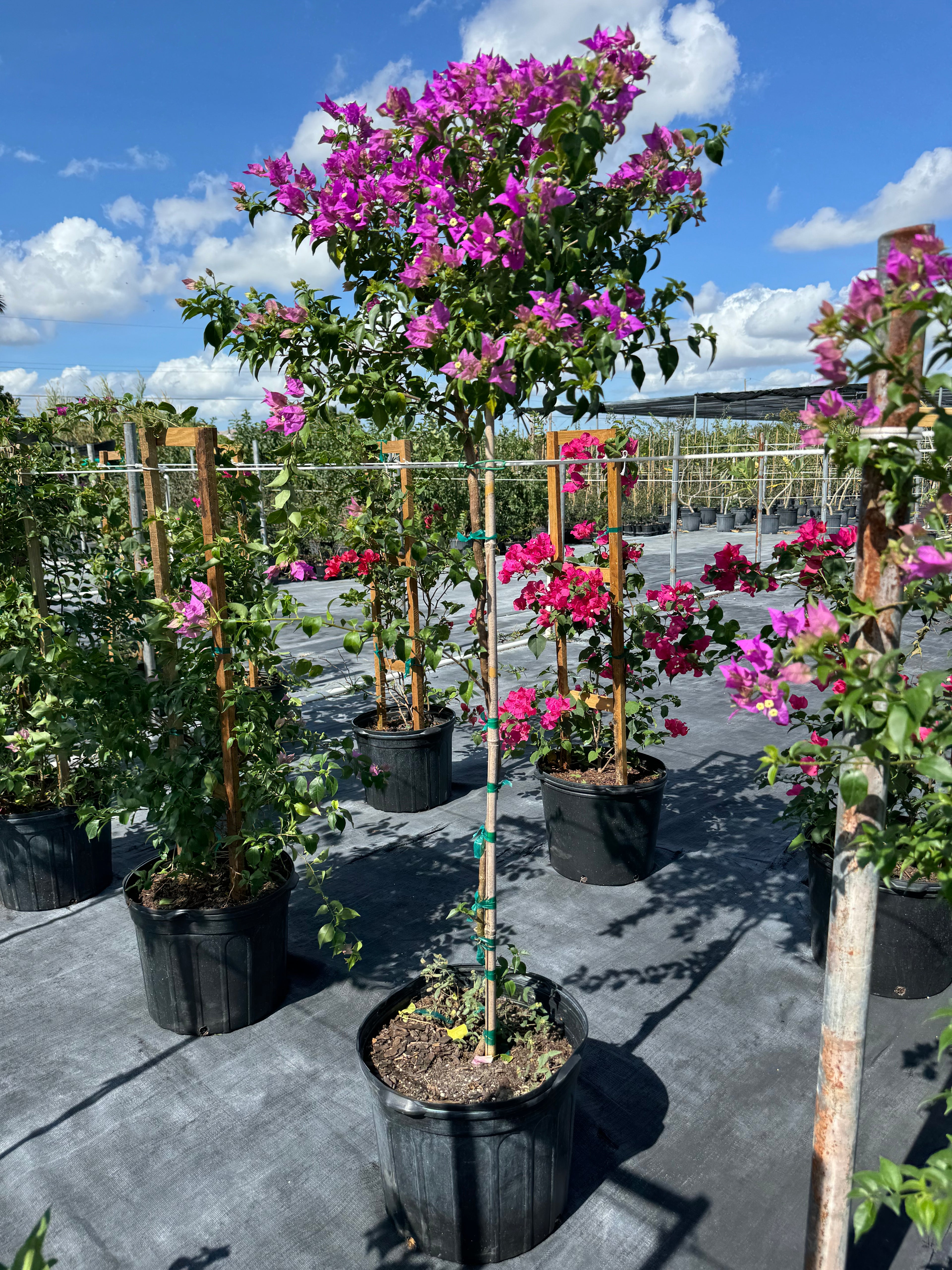 Bougainvillea Purple Flower Tree Like Form, Single Trunk Flowering Tree