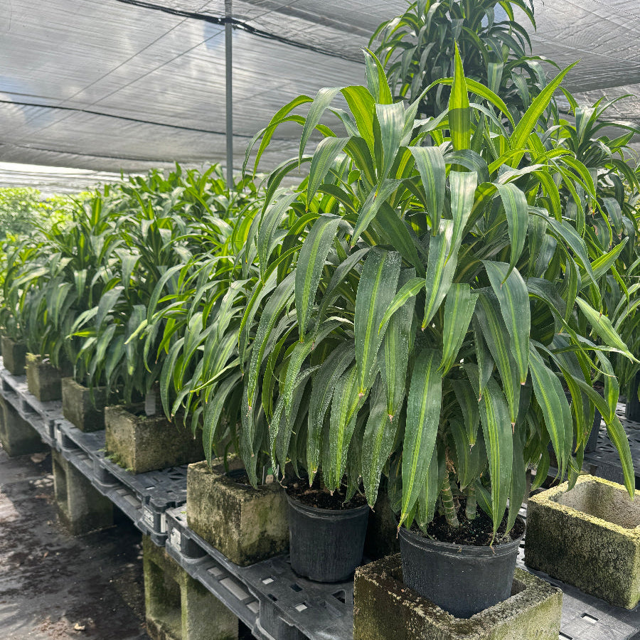 Dracaena Hawaiian Sunshine, Striped Dracaena Deremensis in a black 5gal pot