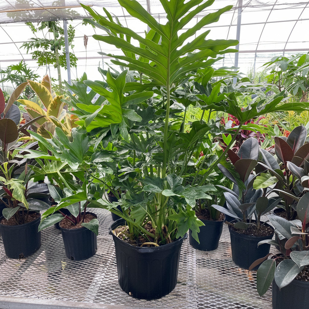 Philodendron Split Leaf Selloum in 7 gallon grower pot with large, deeply split dark green leaves displayed on a greenhouse bench