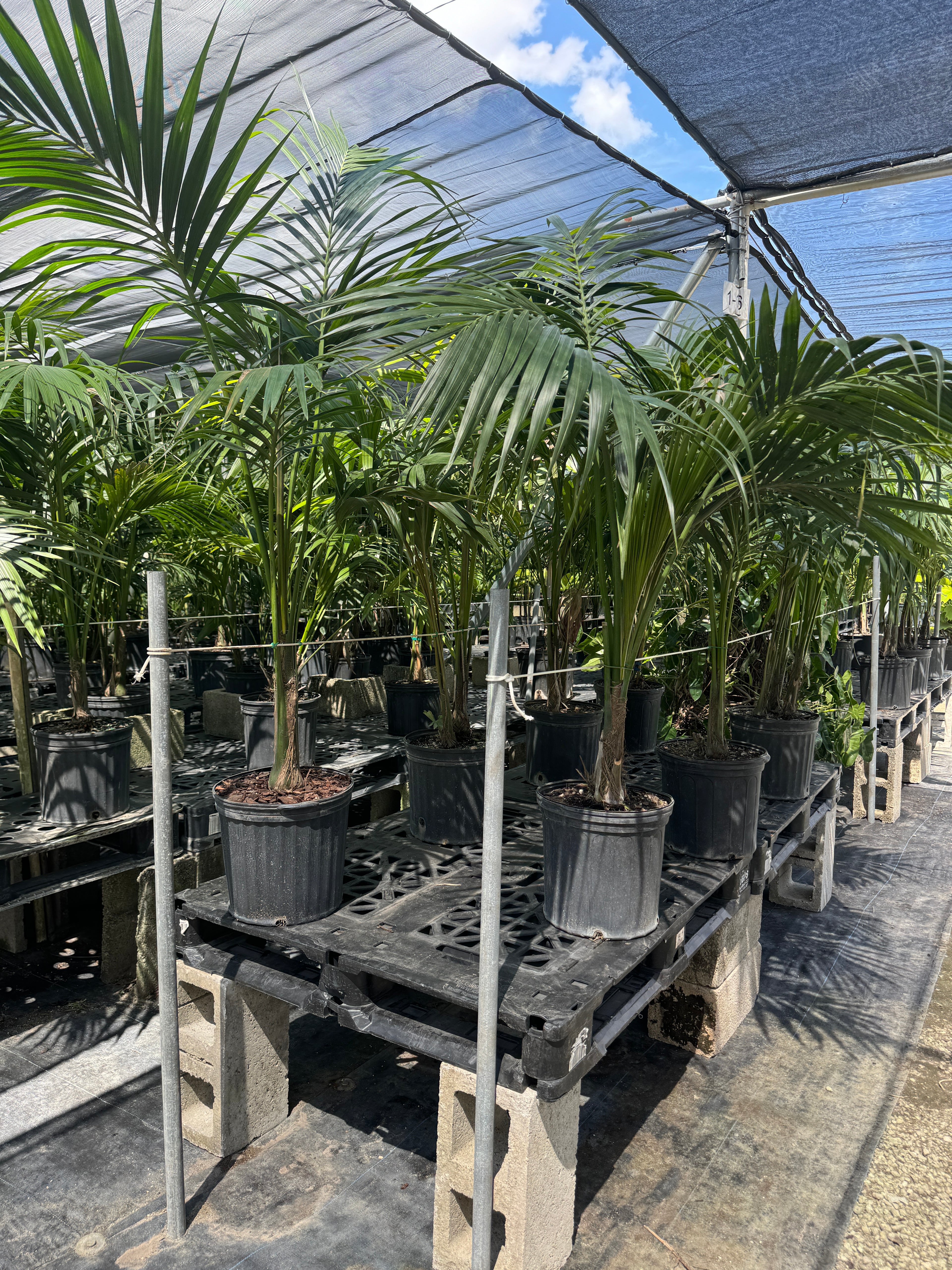 Kentia Palm, Howea Forsteriana, Exotic and Rare