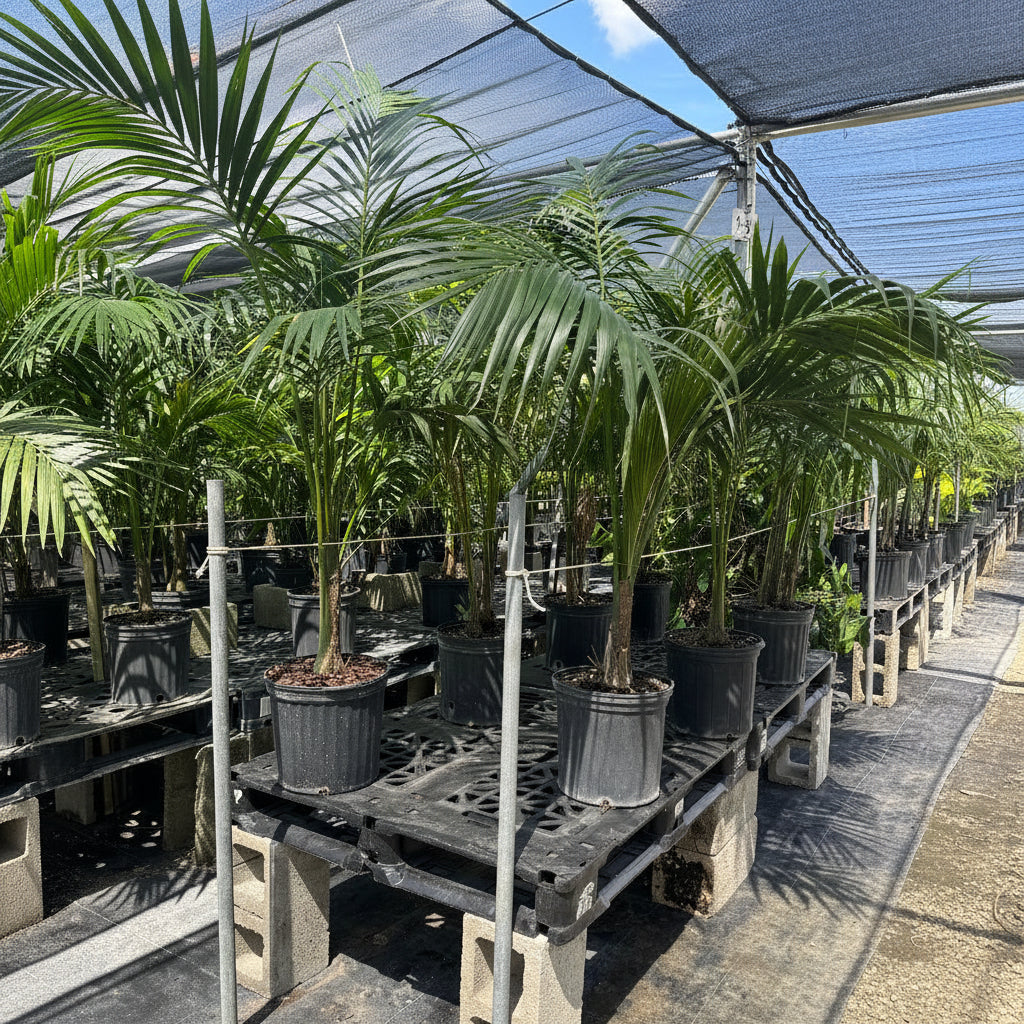 Kentia Palm Double, Howea Forsteriana in 5 gallon black grower pots alongside other lush tropical plants on a sunlit patio against a clear blue sky, featuring its characteristic elegant, clustering upright habit and dark green feathery fronds, ideal for creating a relaxing and vibrant tropical oasis in your outdoor living space.