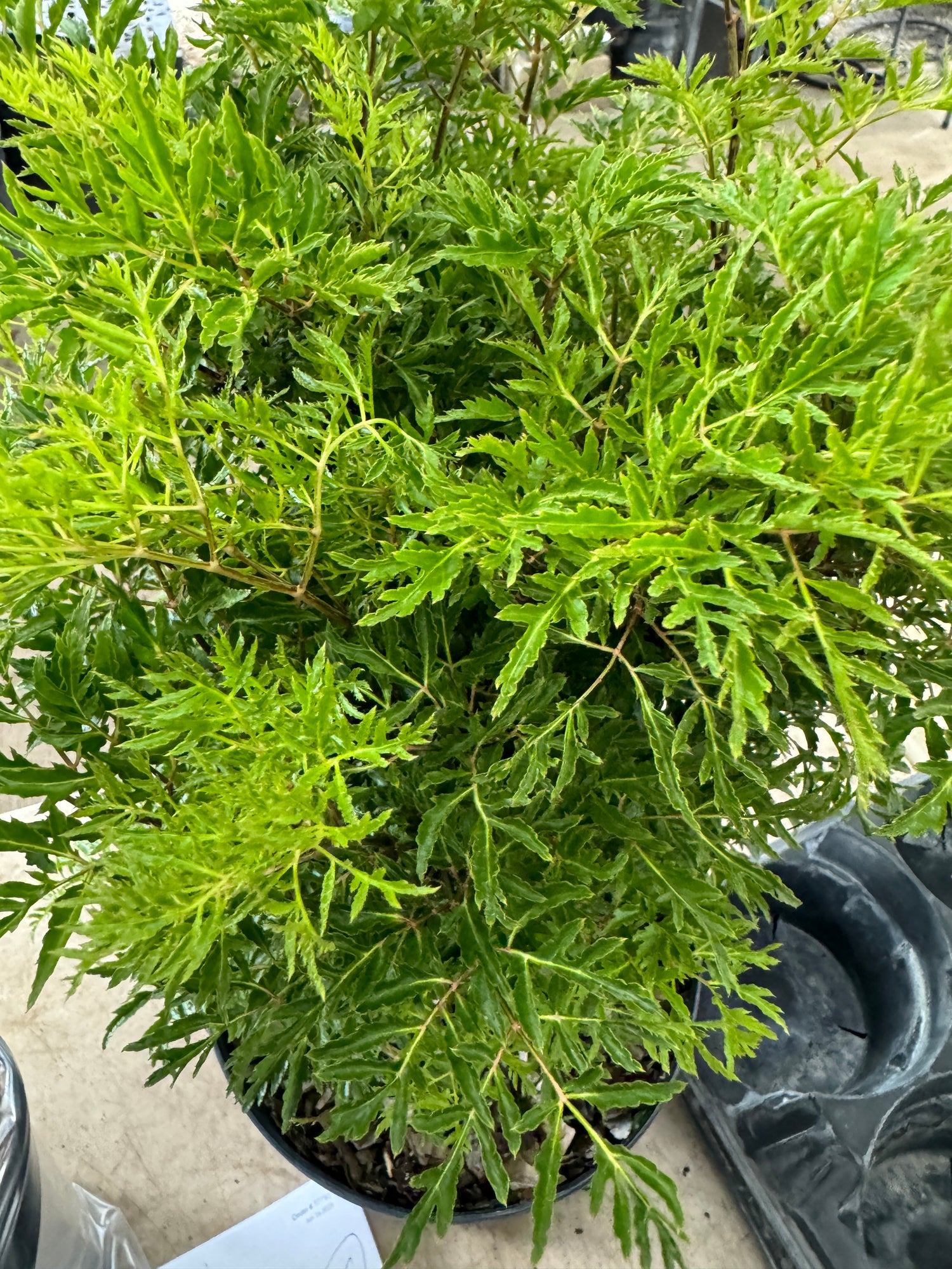 Aralia Parsley Tree, Polyscias Fruticosa